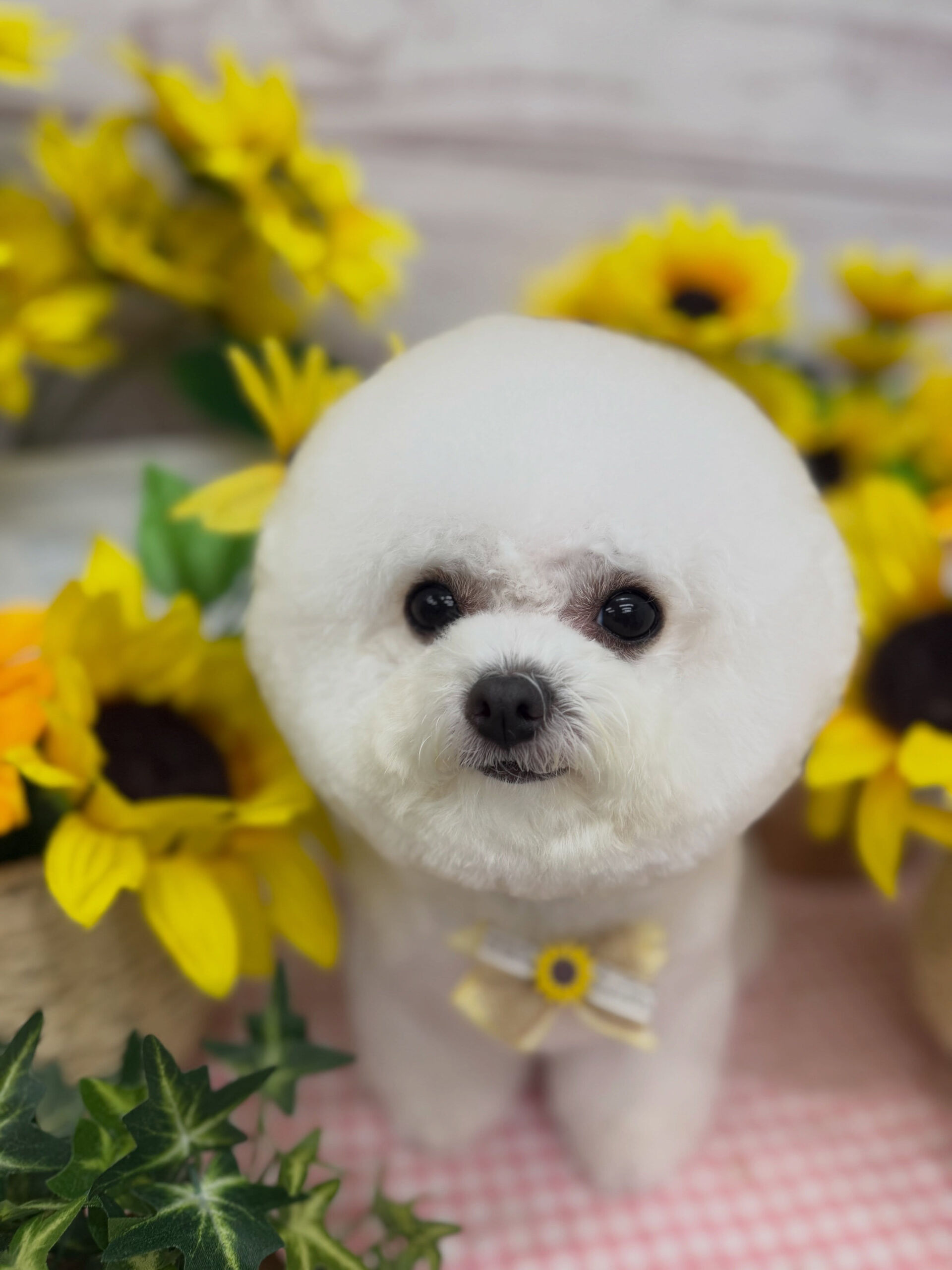 ビションフリーゼ♡