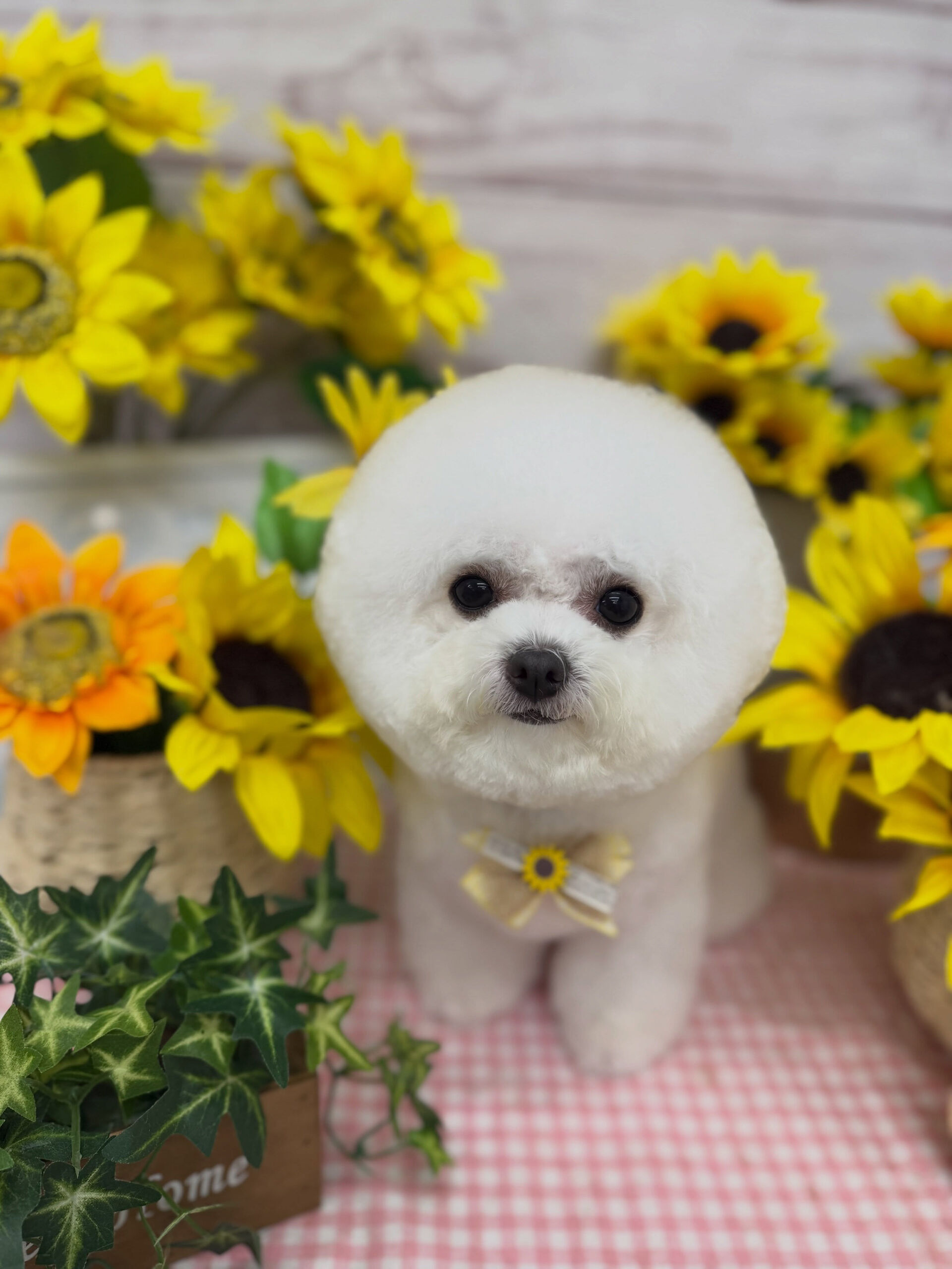 ビションフリーゼ♡