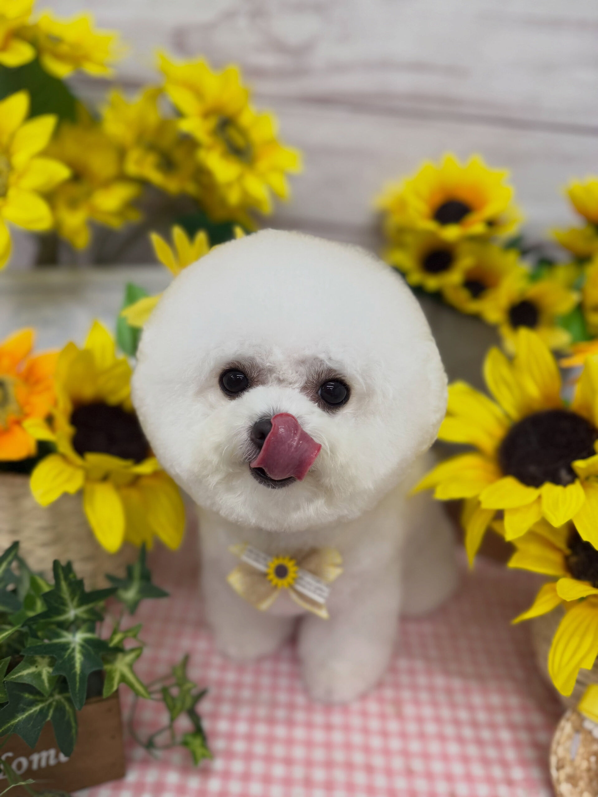 ビションフリーゼ♡
