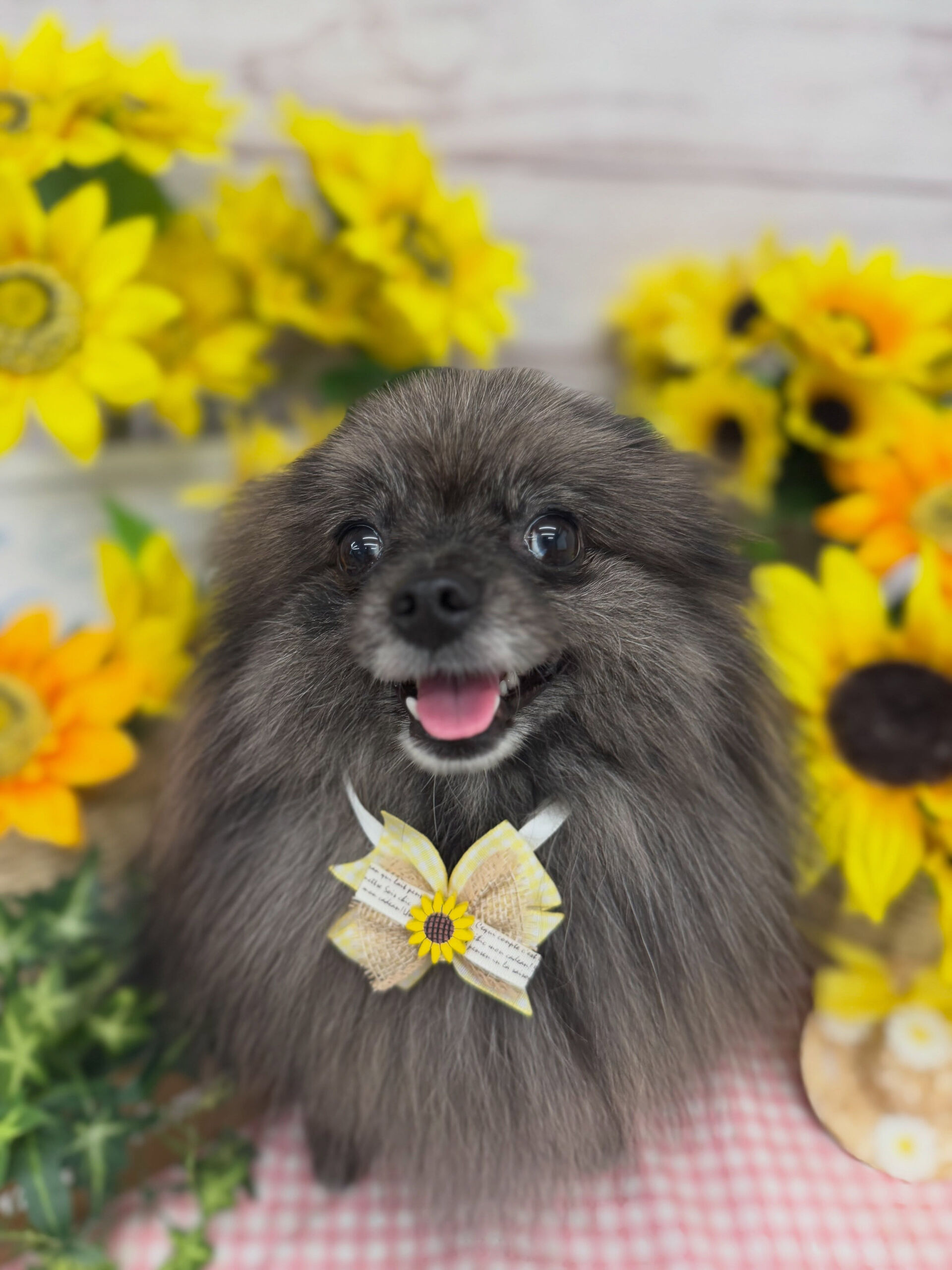 ポメラニアン♡