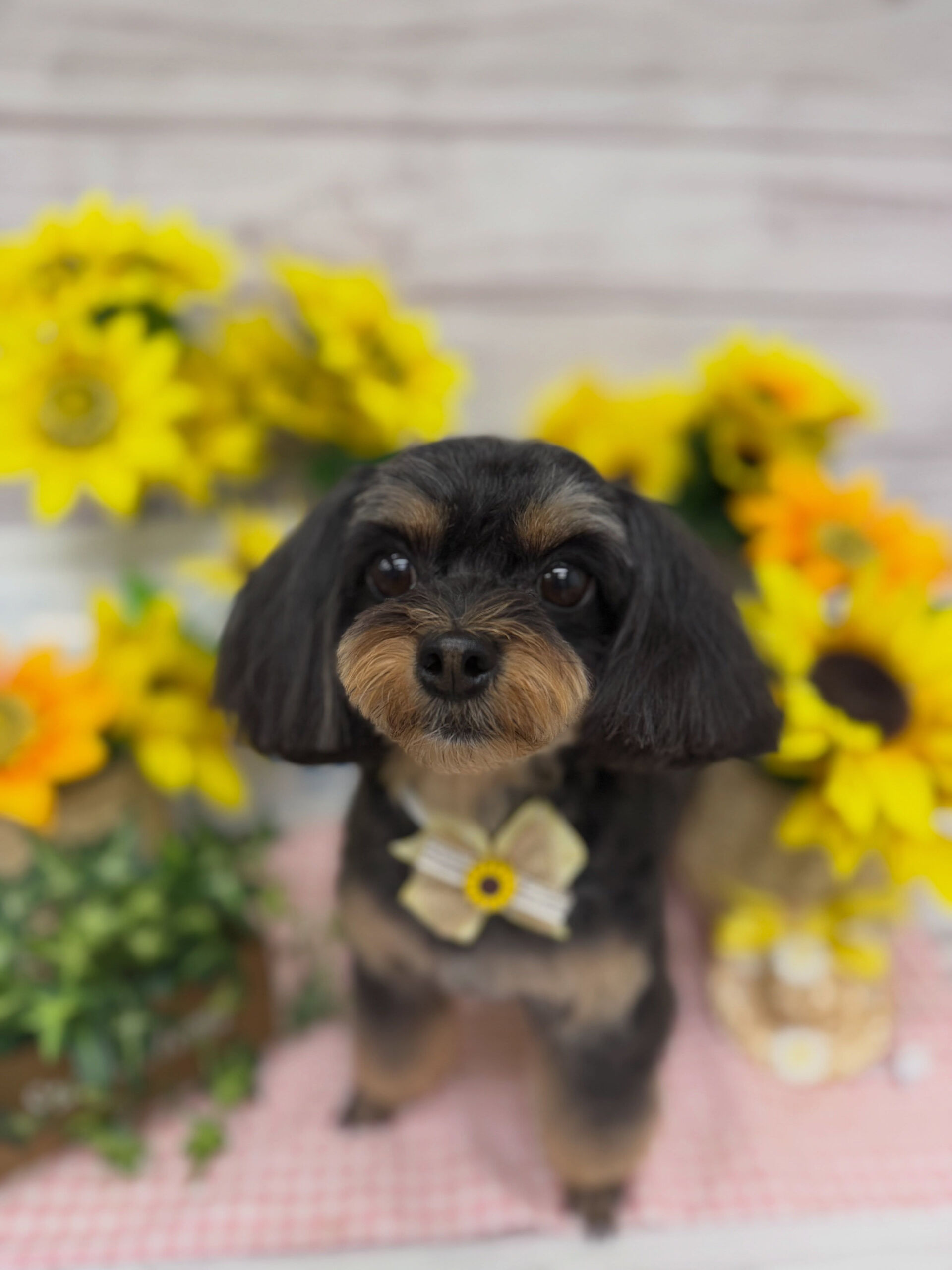 チワプー♡