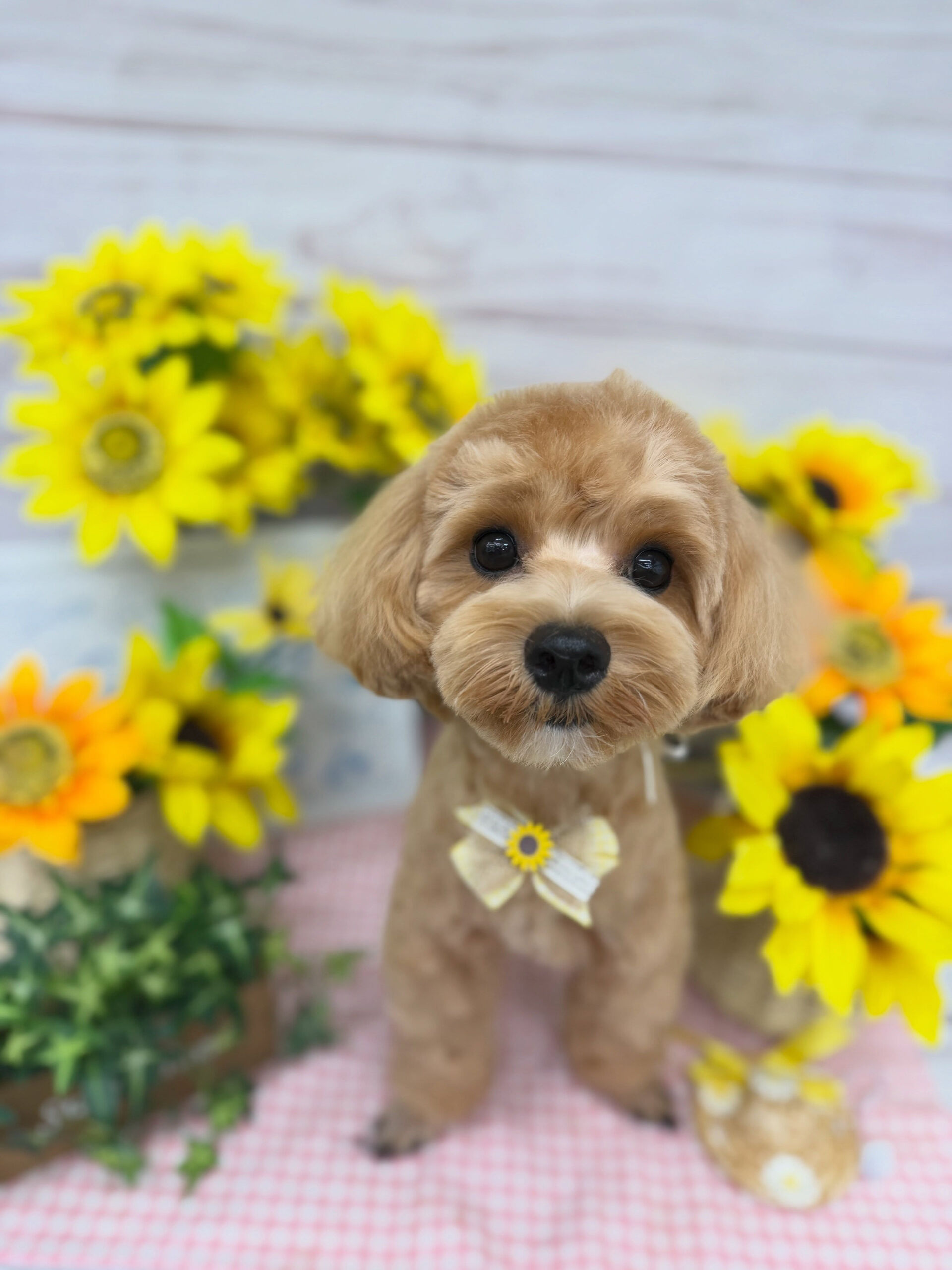マルプー♡