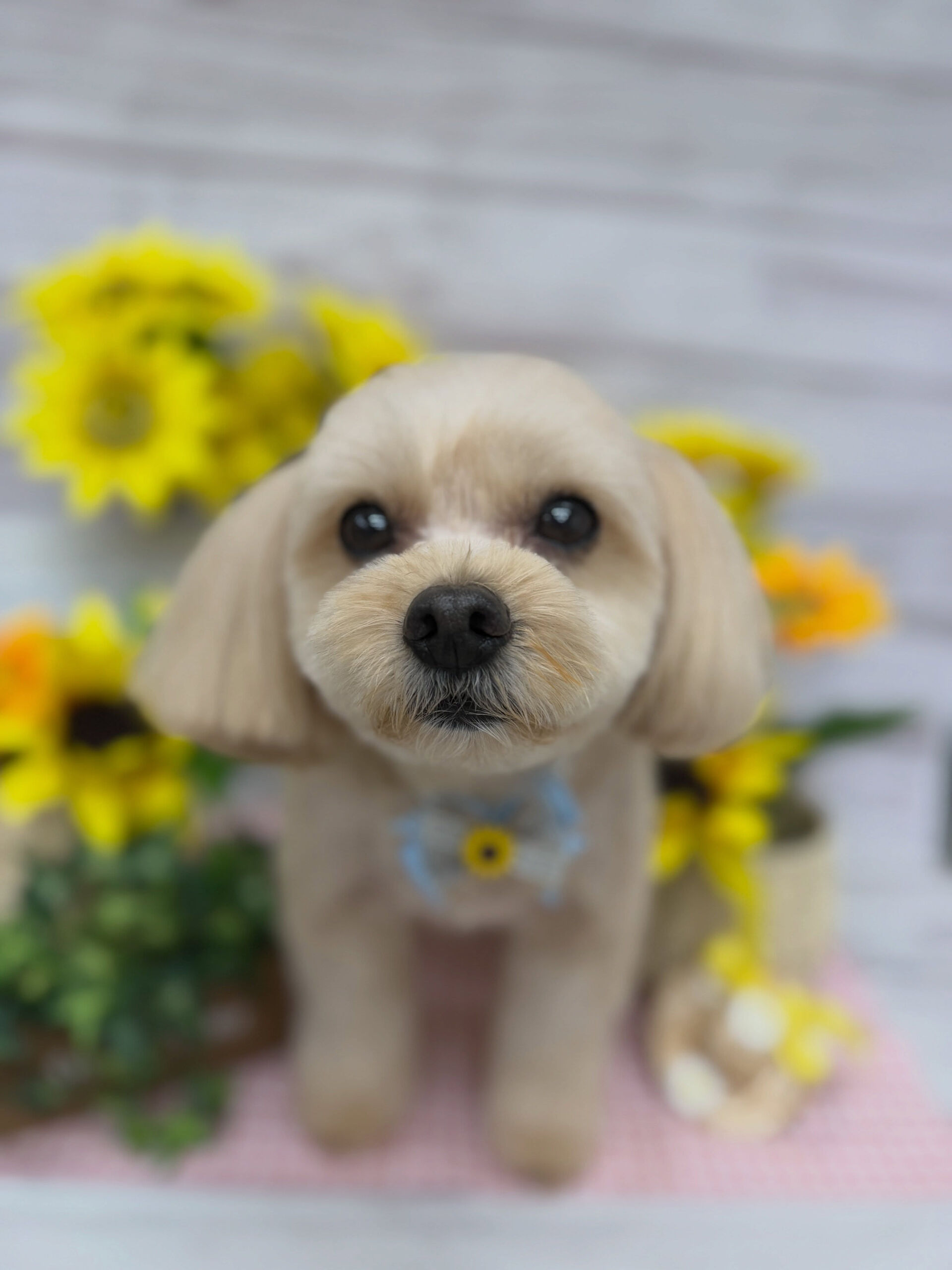 ポメプー♡ベアカット