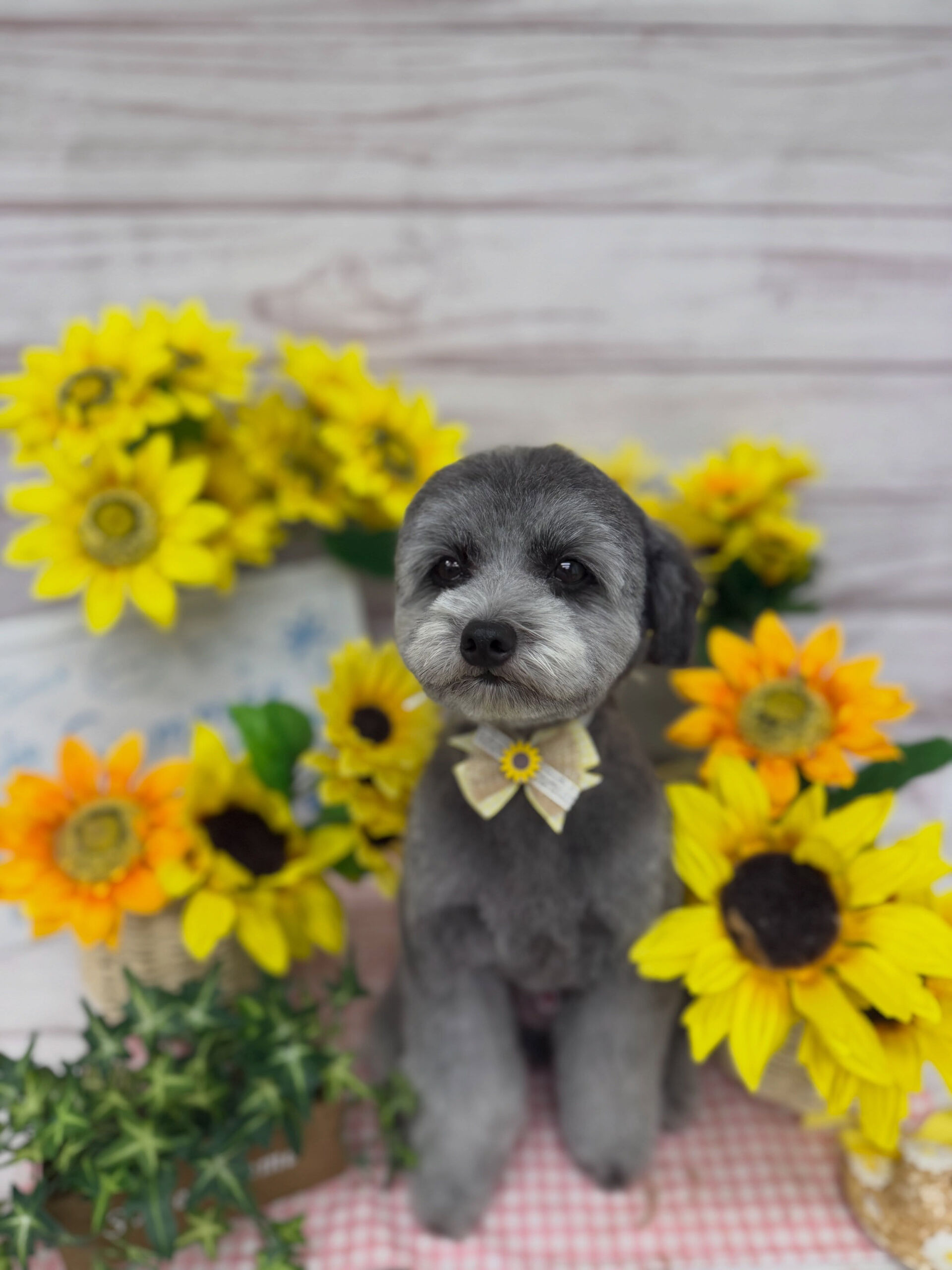 ポメプー♡