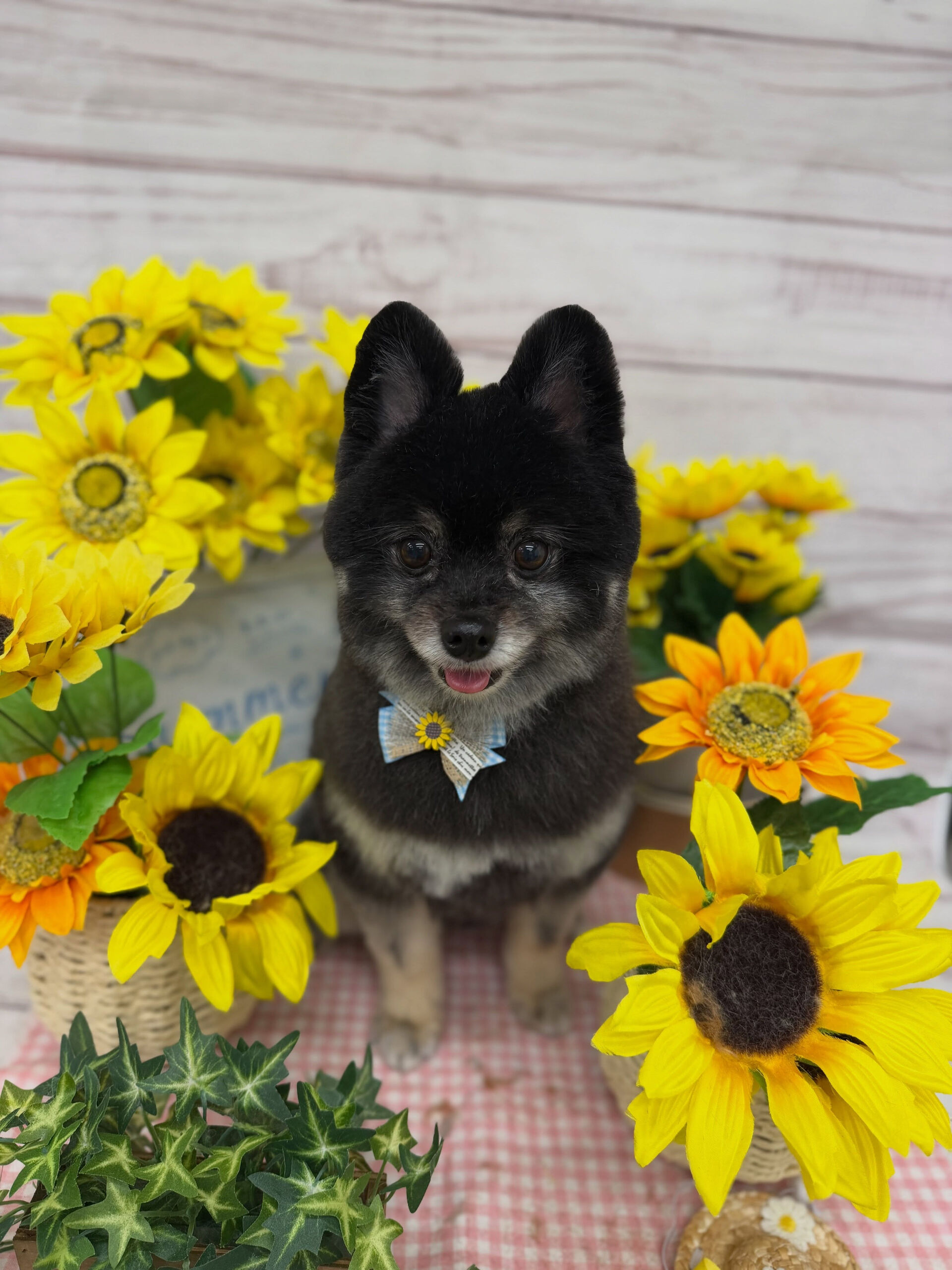 ポメラニアン♡こぐまかっと