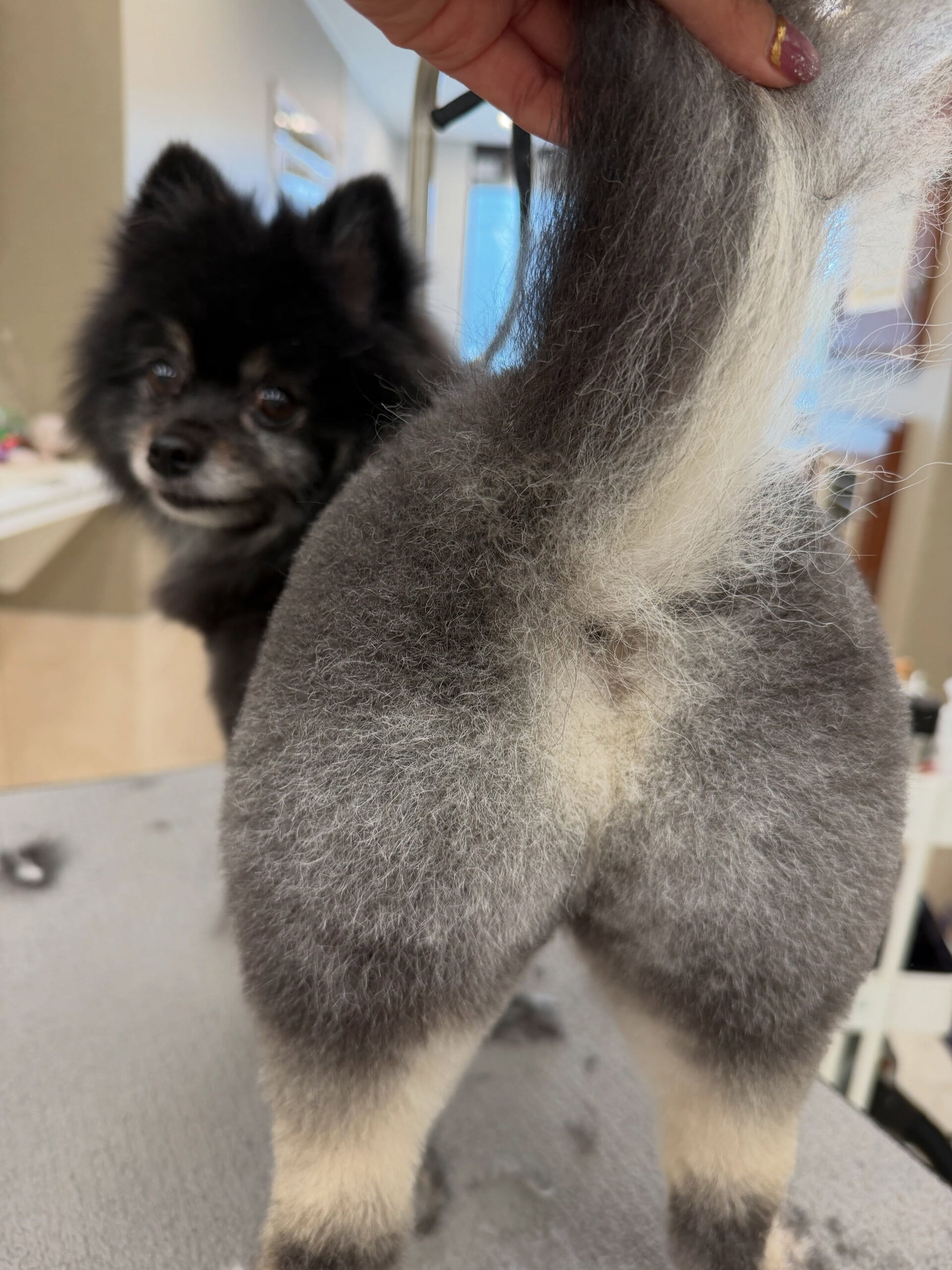 ポメラニアン♡こぐまかっと