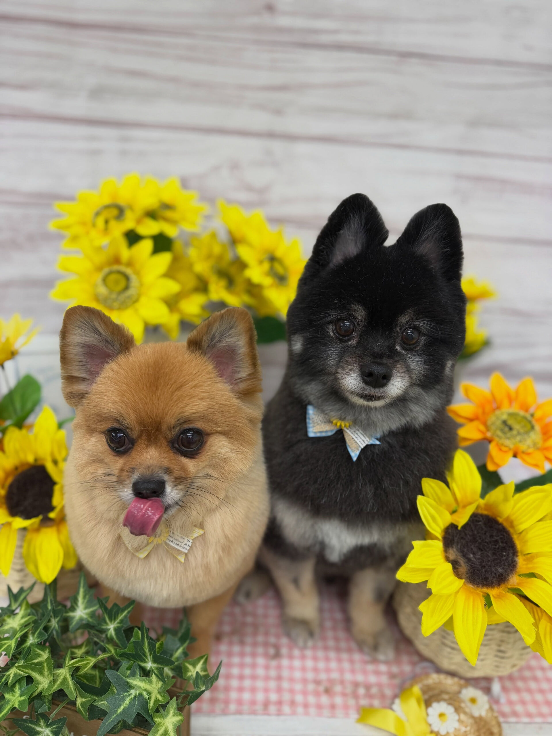 ポメラニアン♡こぐまかっと