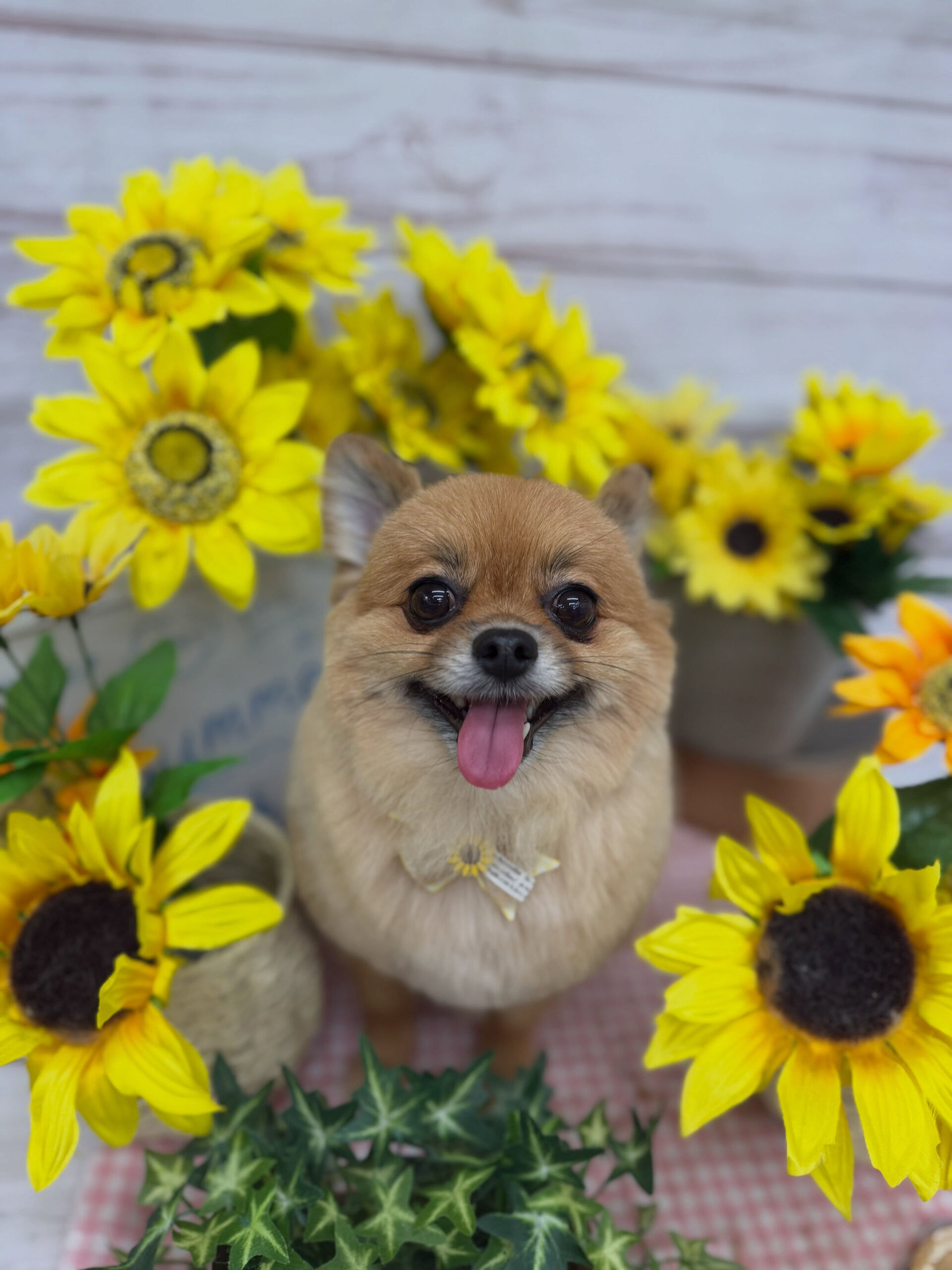 ポメチワ♡こぐまかっと