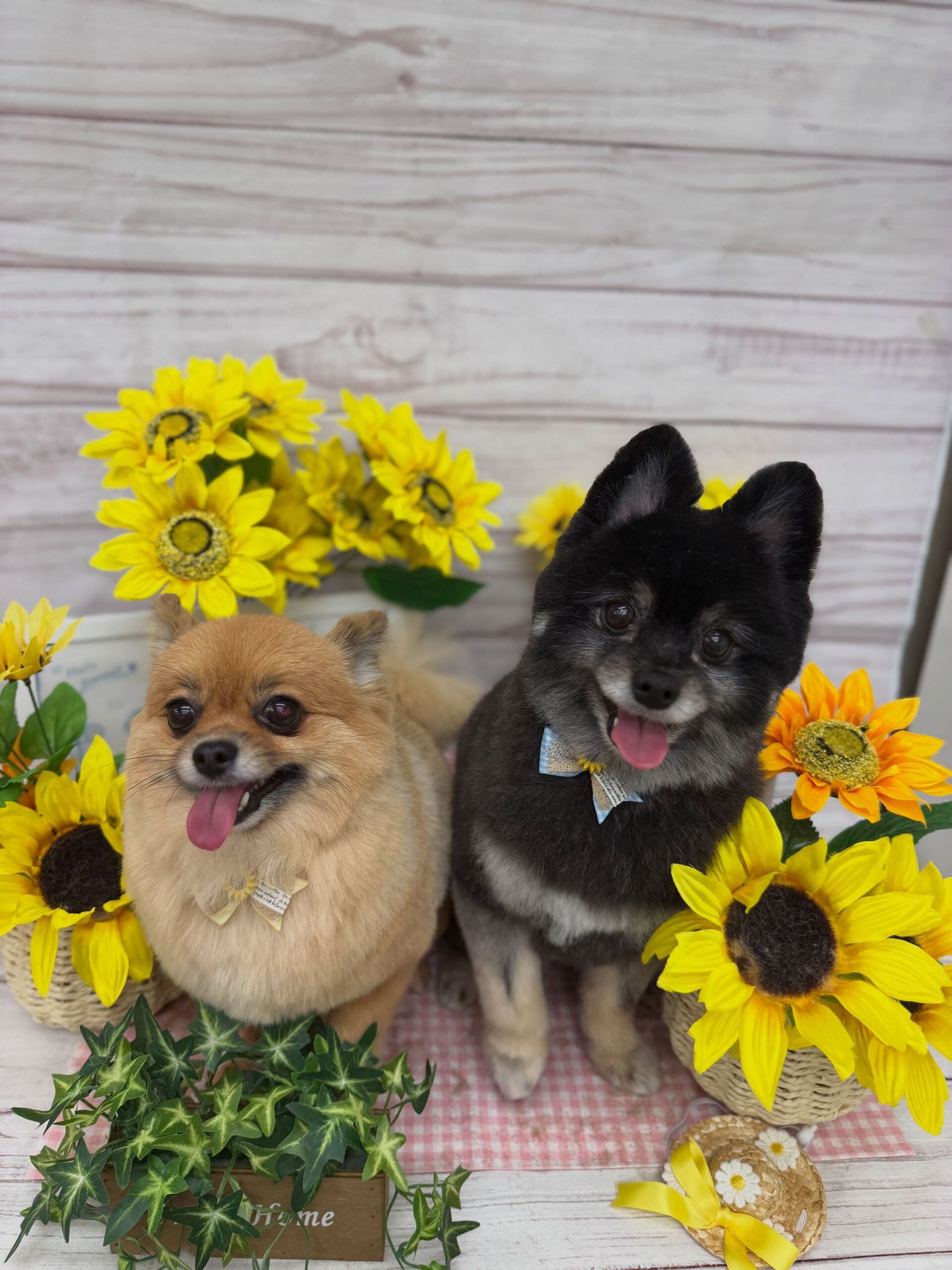 ポメチワ♡こぐまかっと