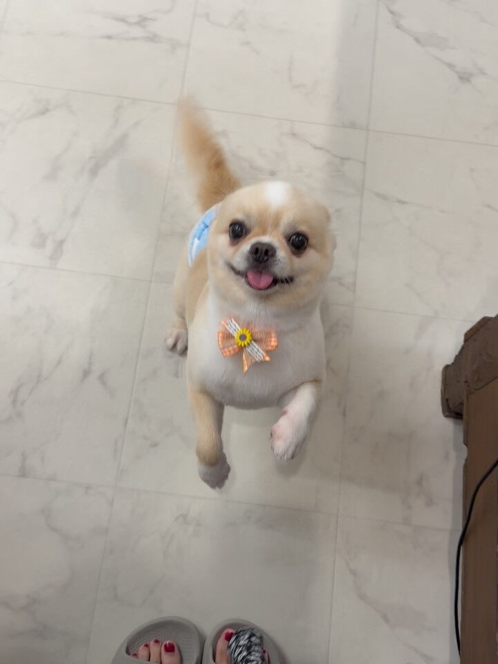 チワワ♡サマーカット