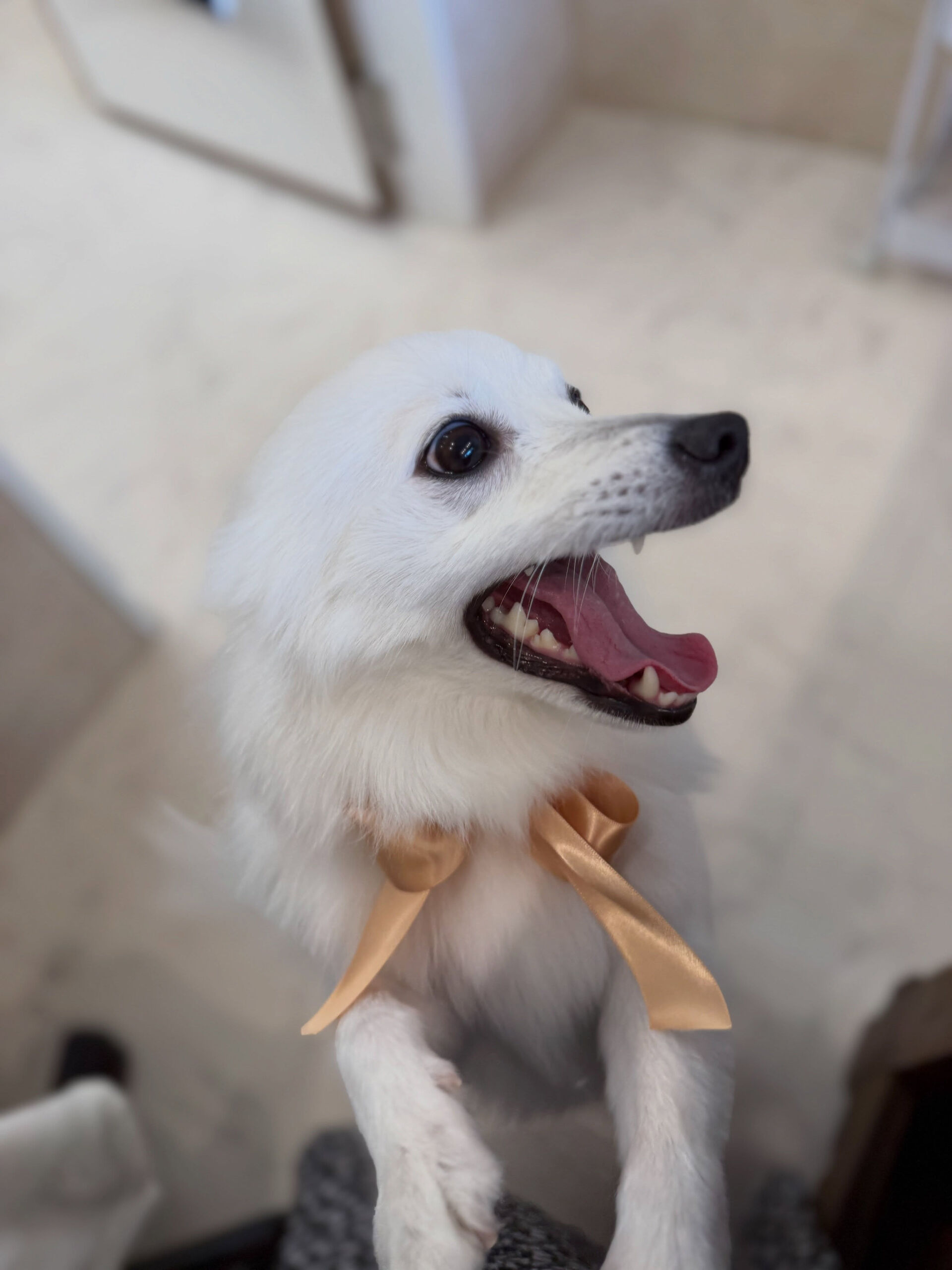 スピッツ♡