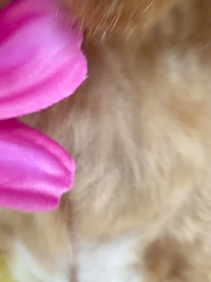 マルプー♡サマーカット