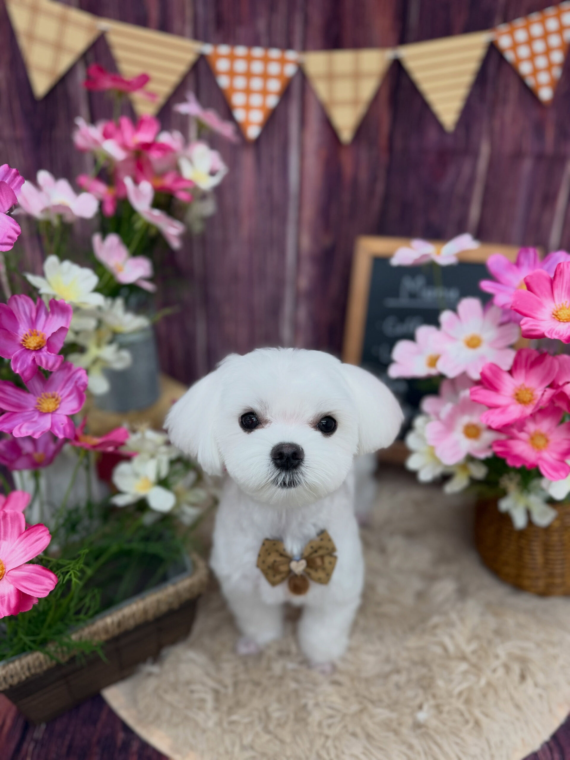 マルチーズ♡