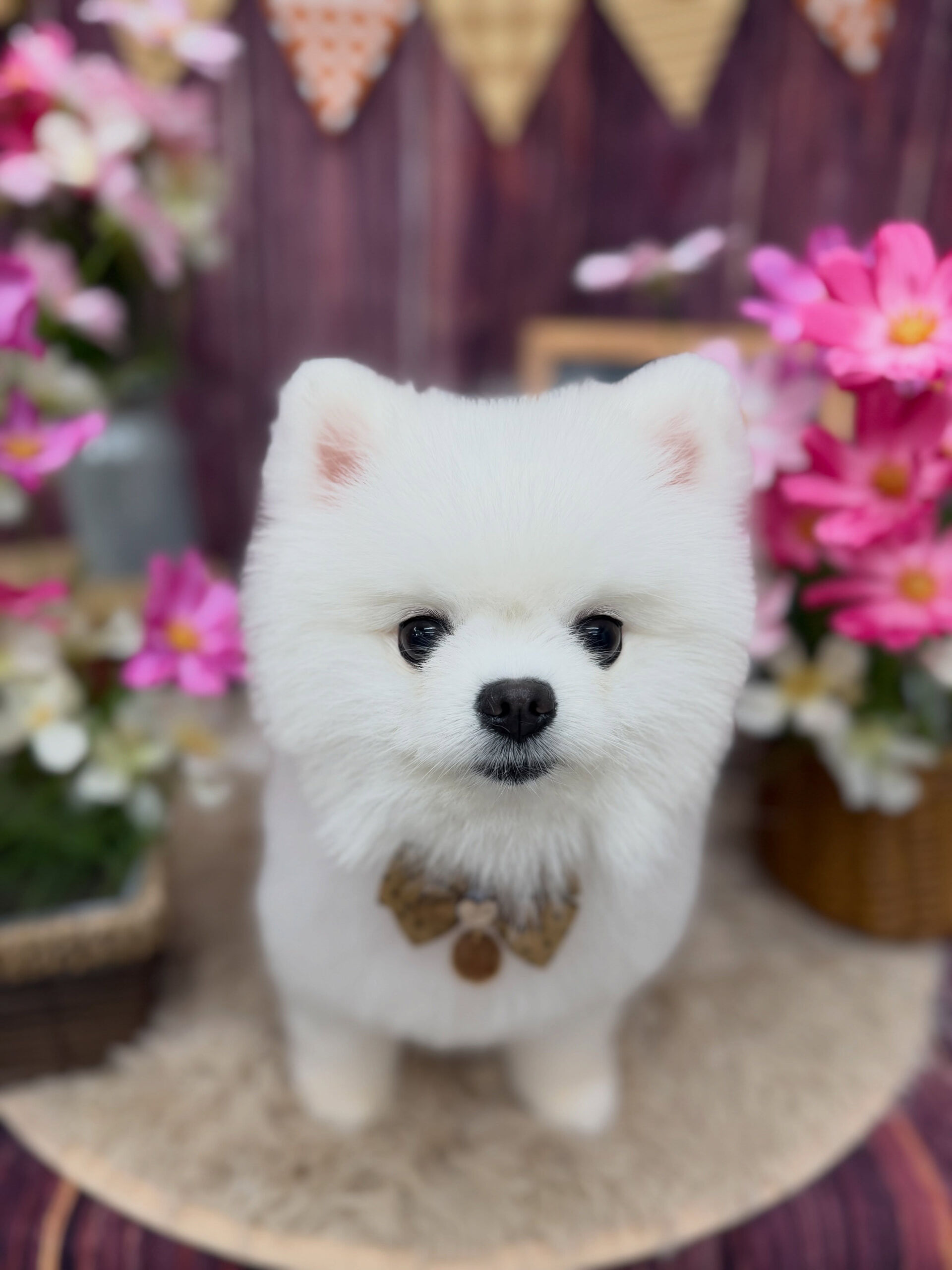 ポメラニアン♡