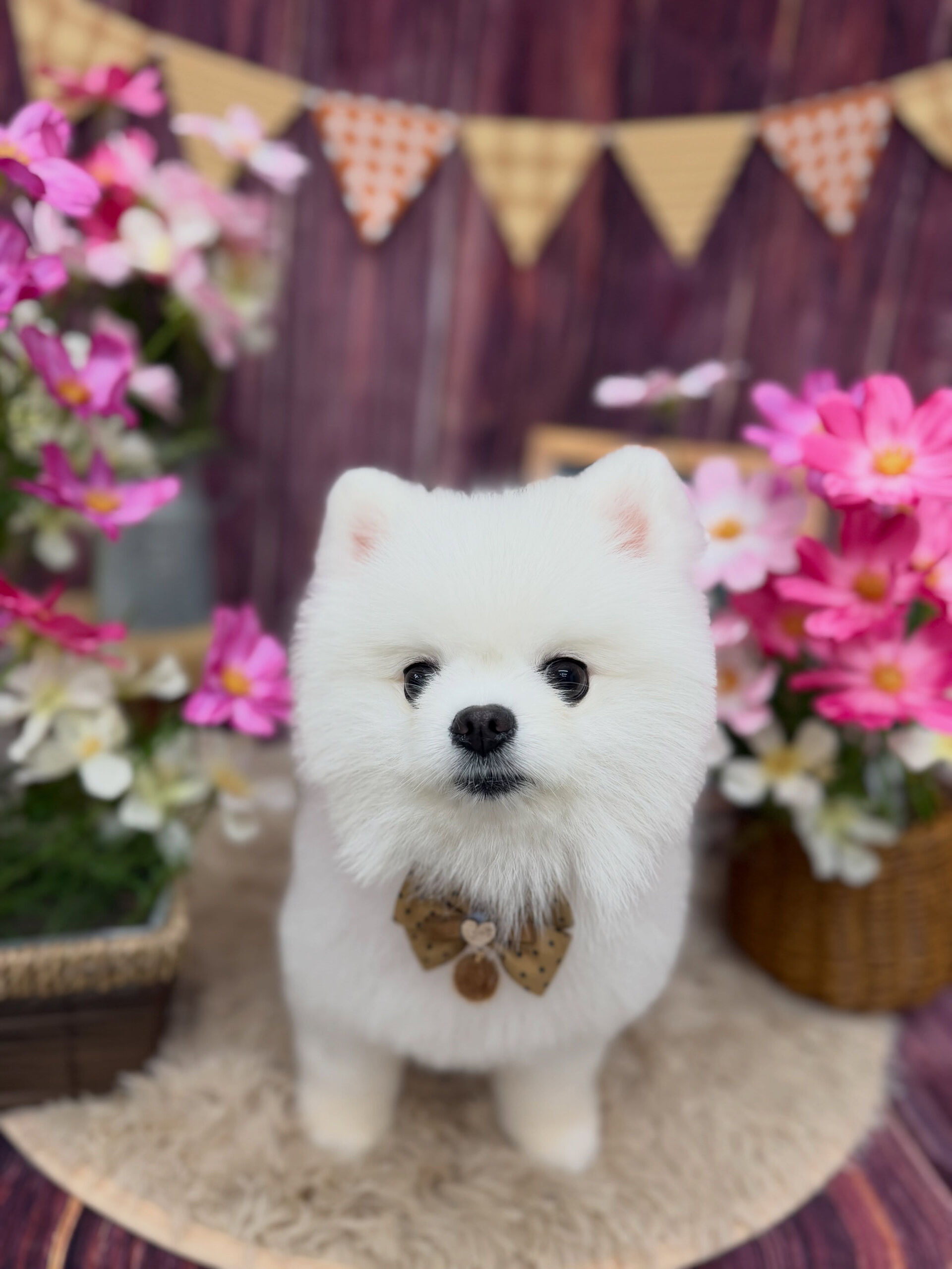 ポメラニアン♡