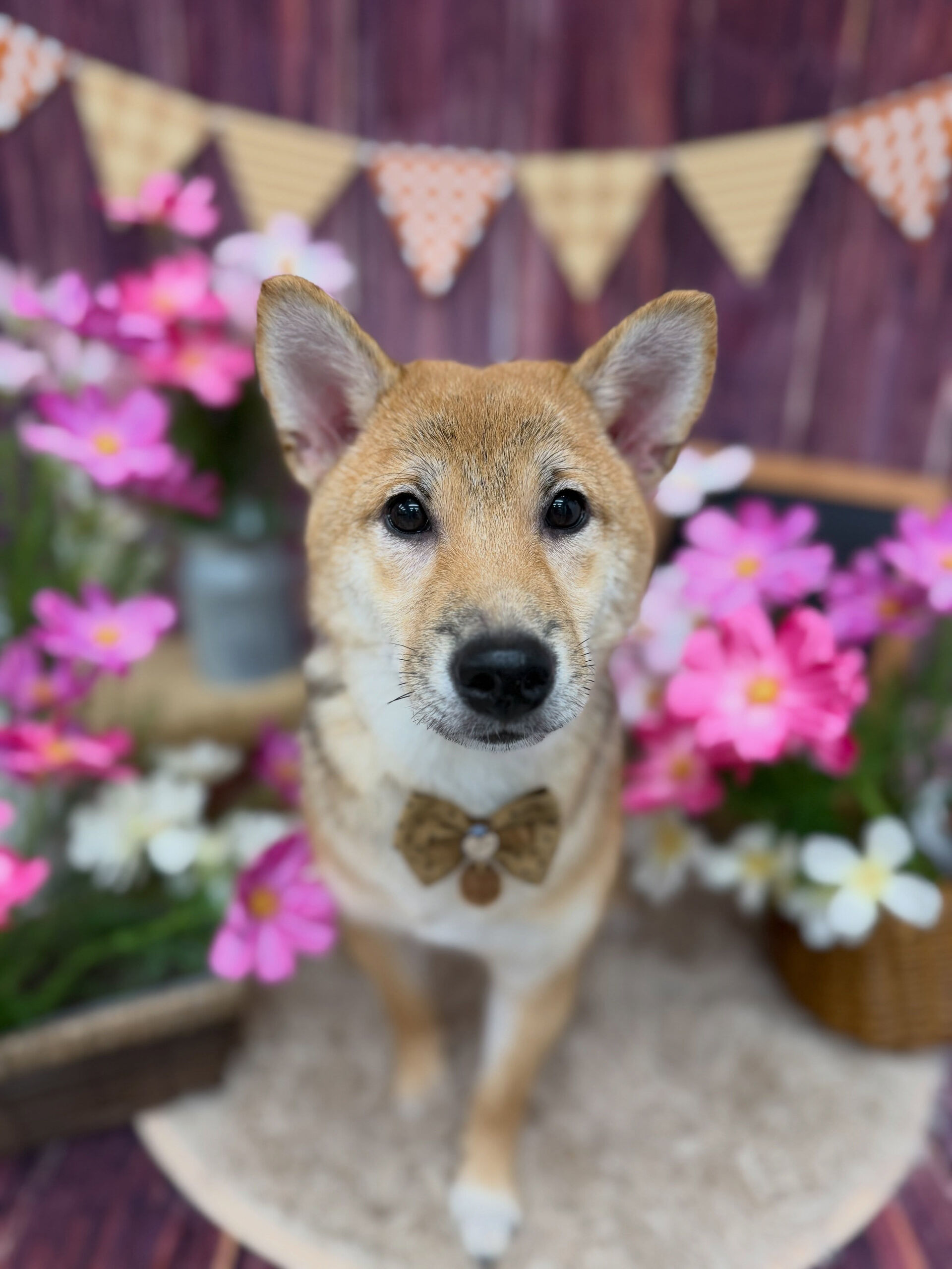 柴犬♡
