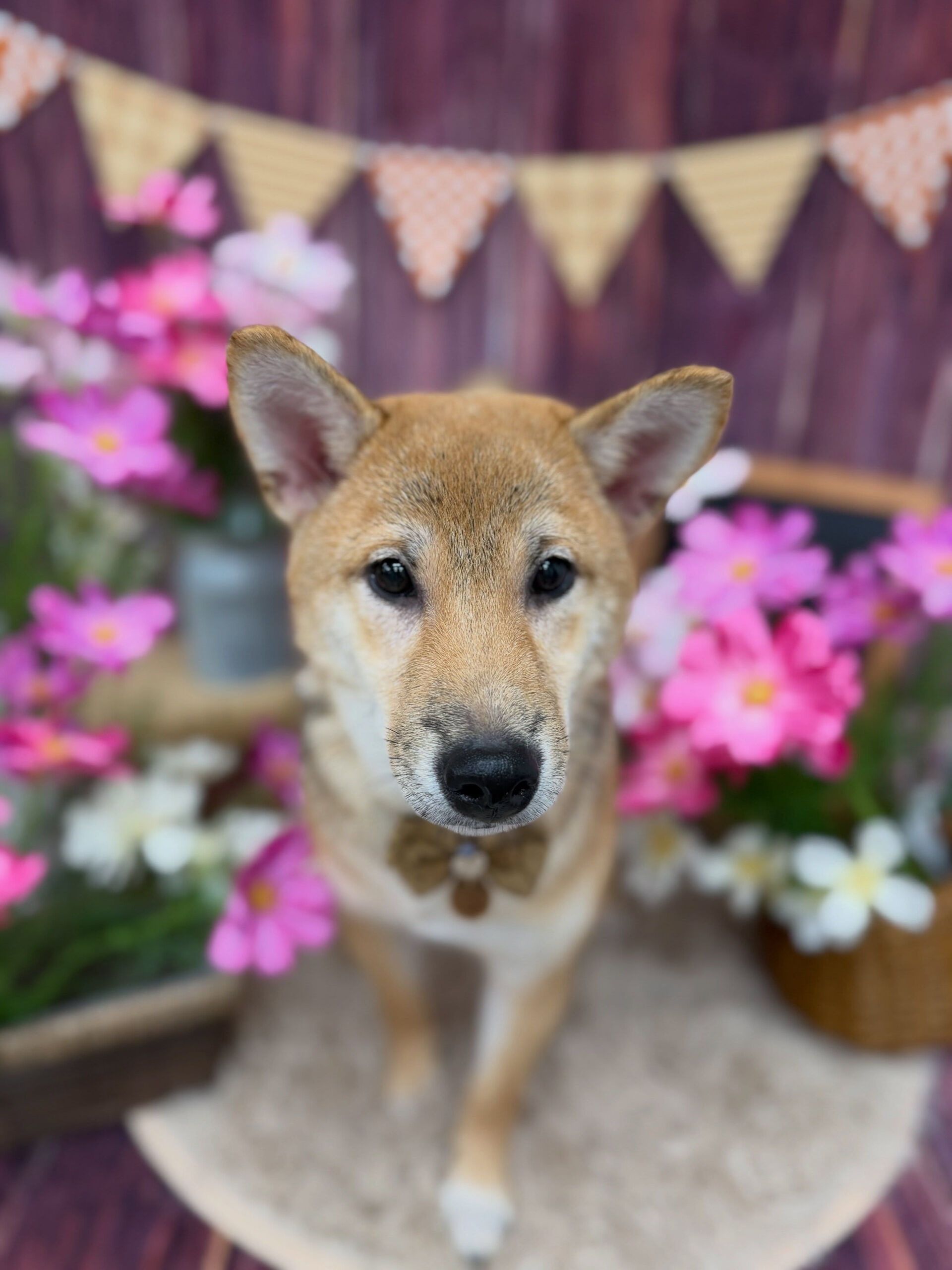 柴犬♡
