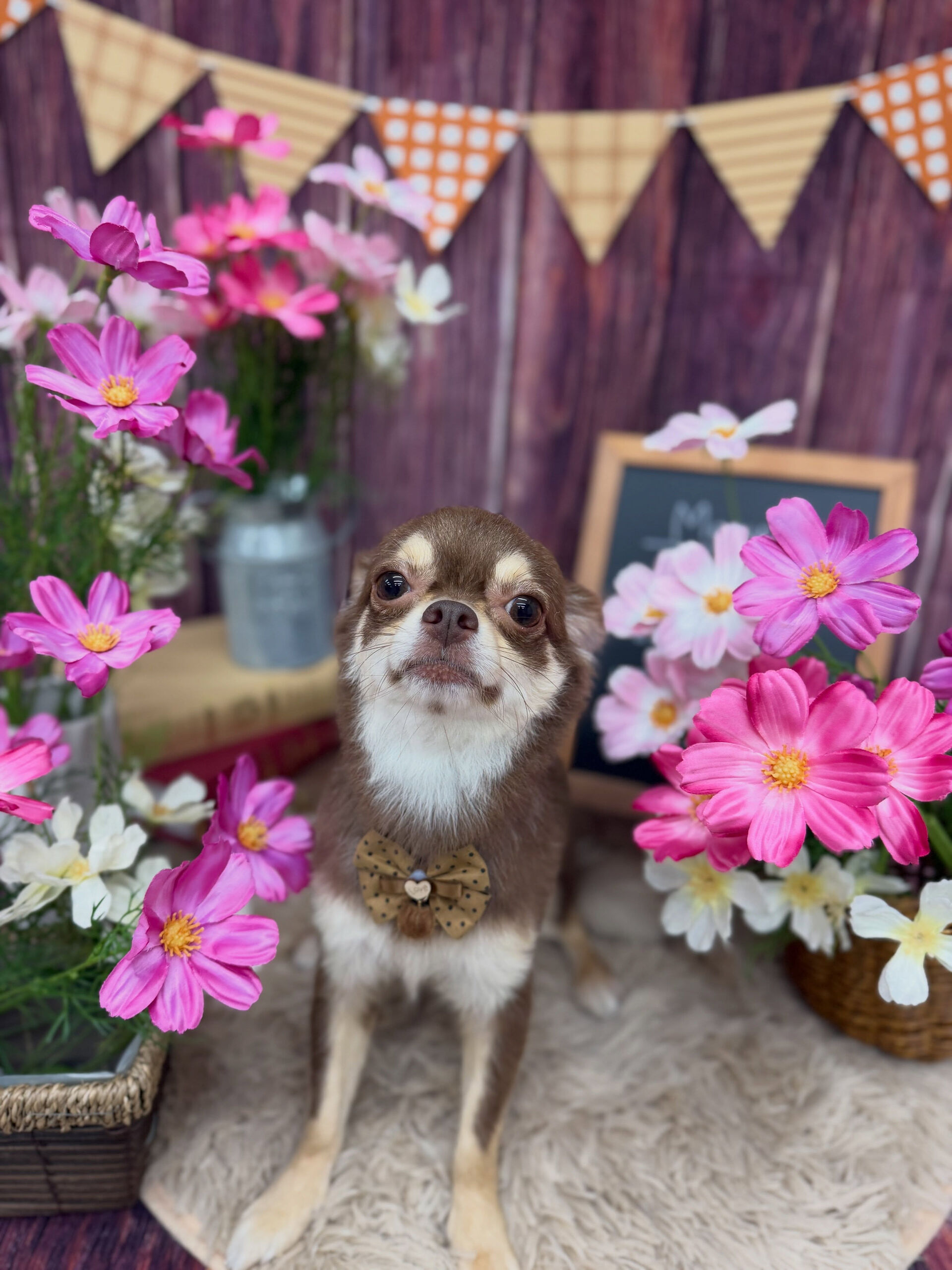 チワワ♡
