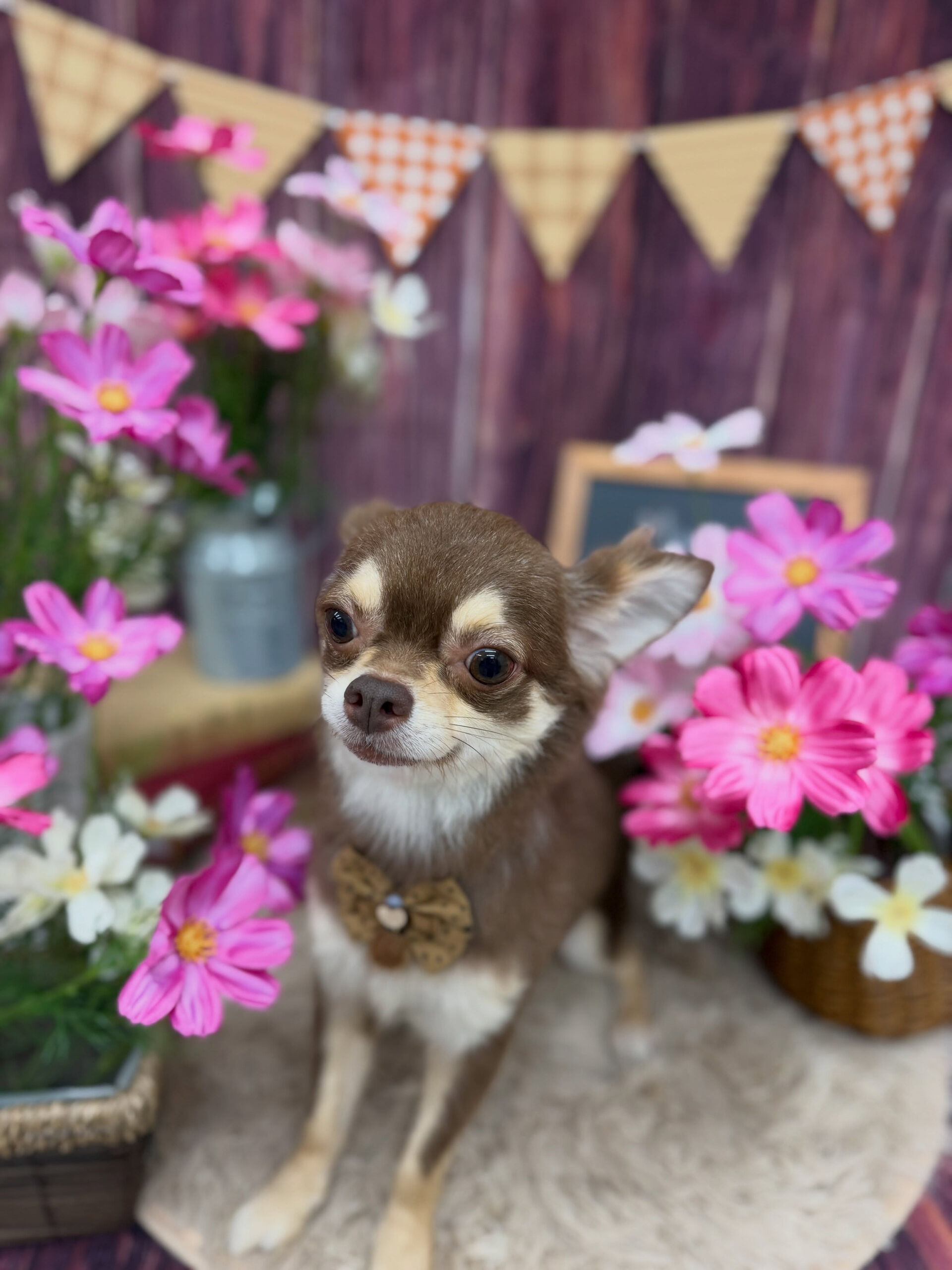 チワワ♡