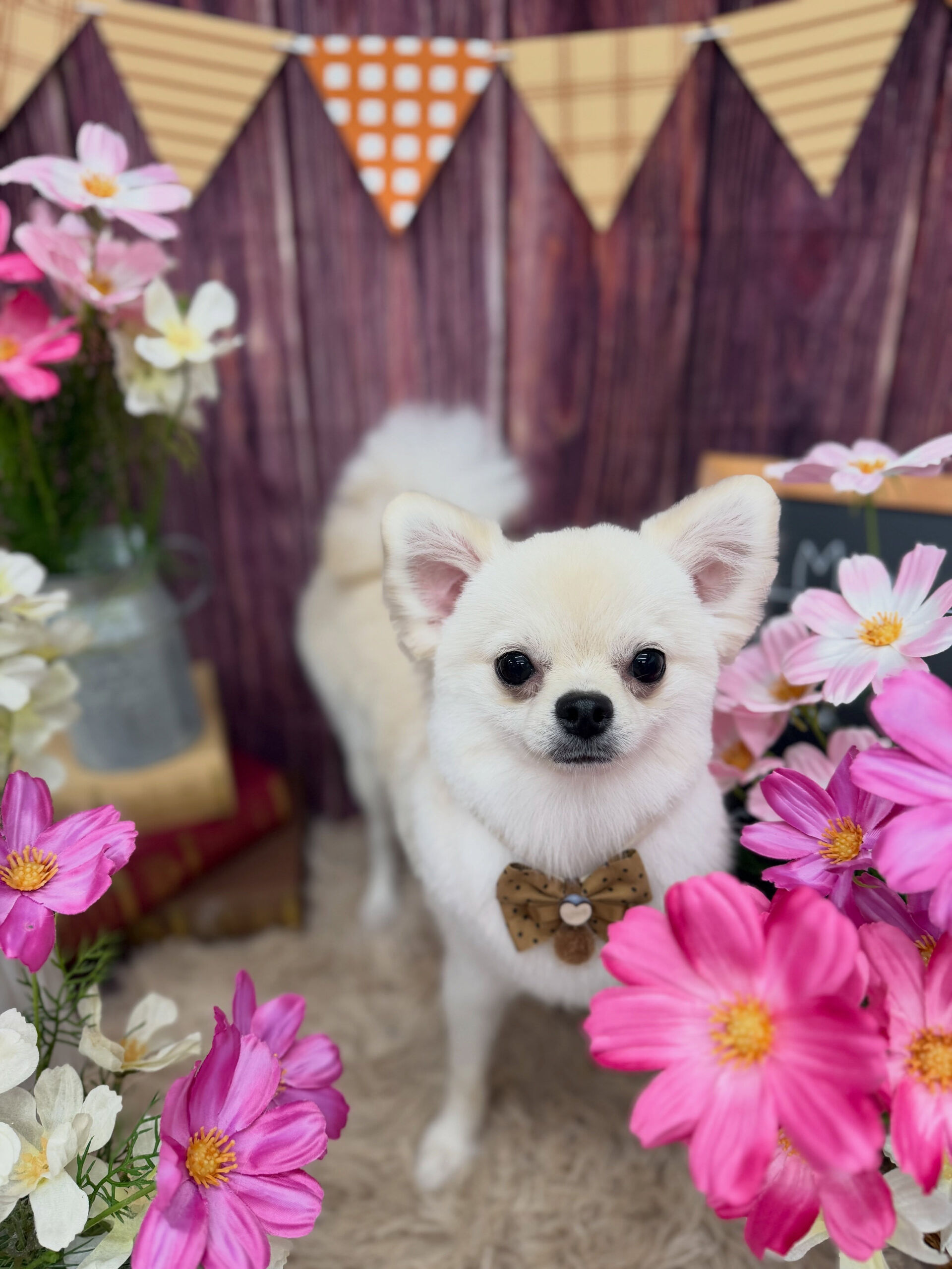 ポメチワ♡