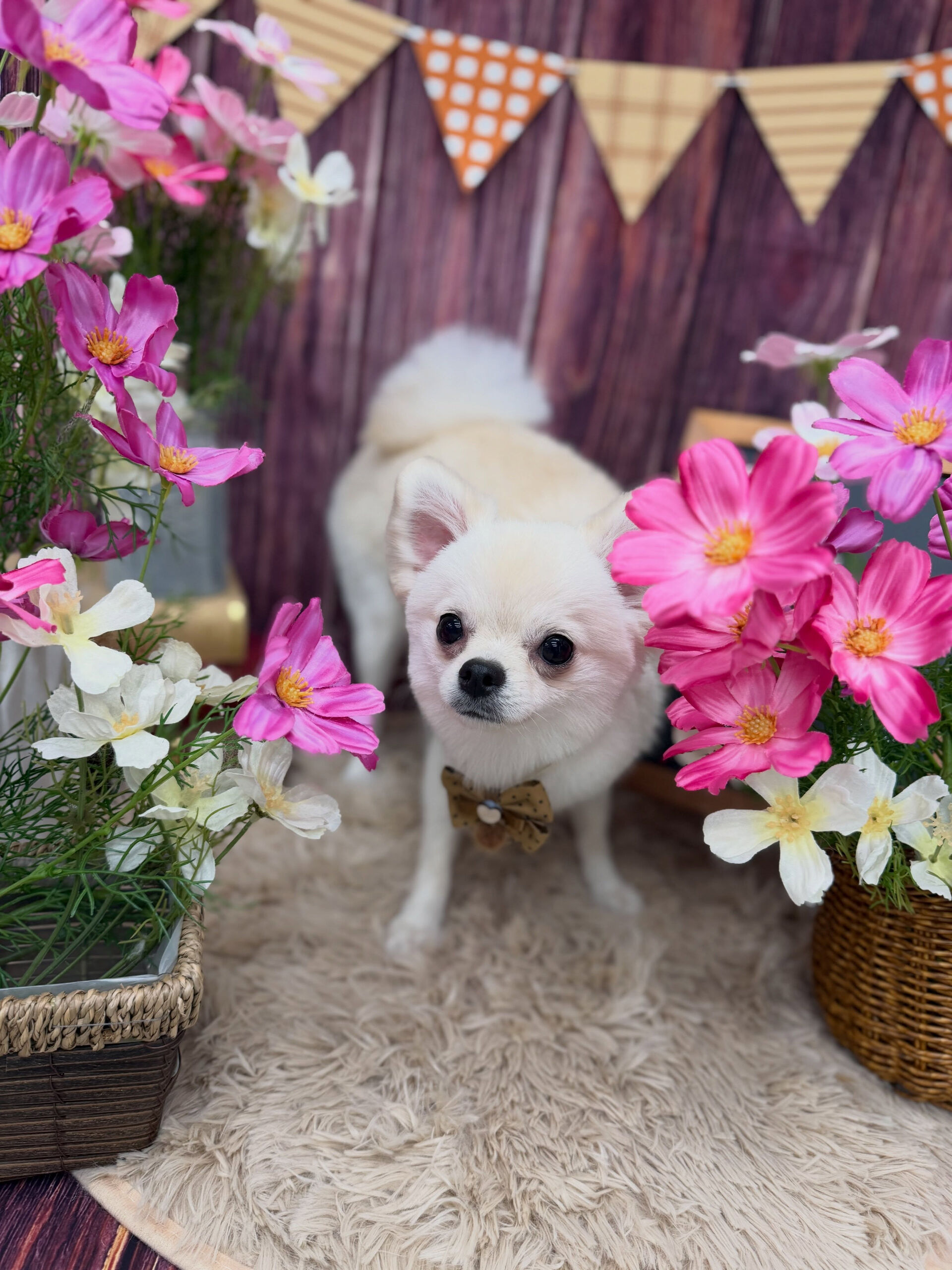 ポメチワ♡