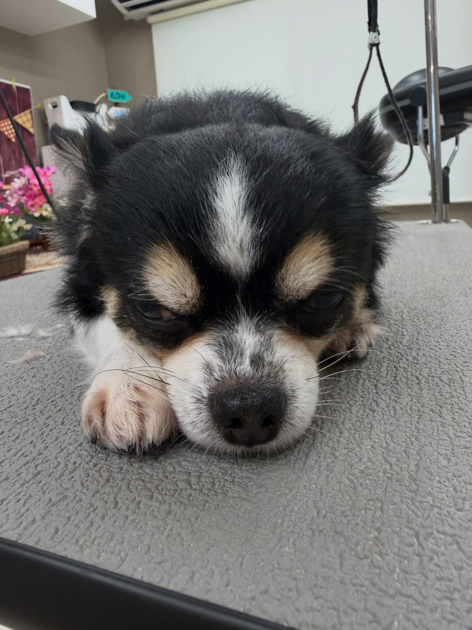 チワワ♡