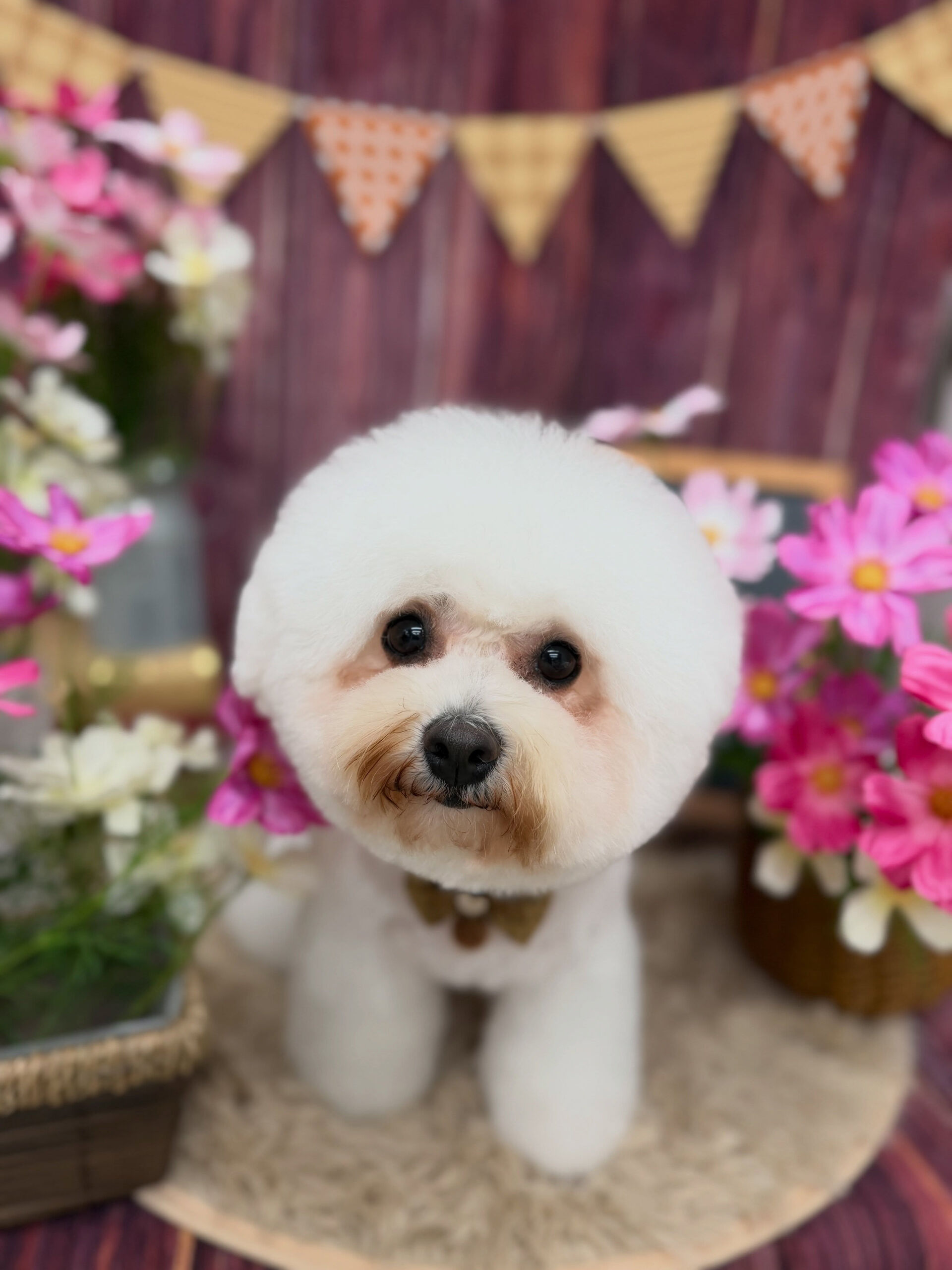 ビションフリーゼ♡ビションカット