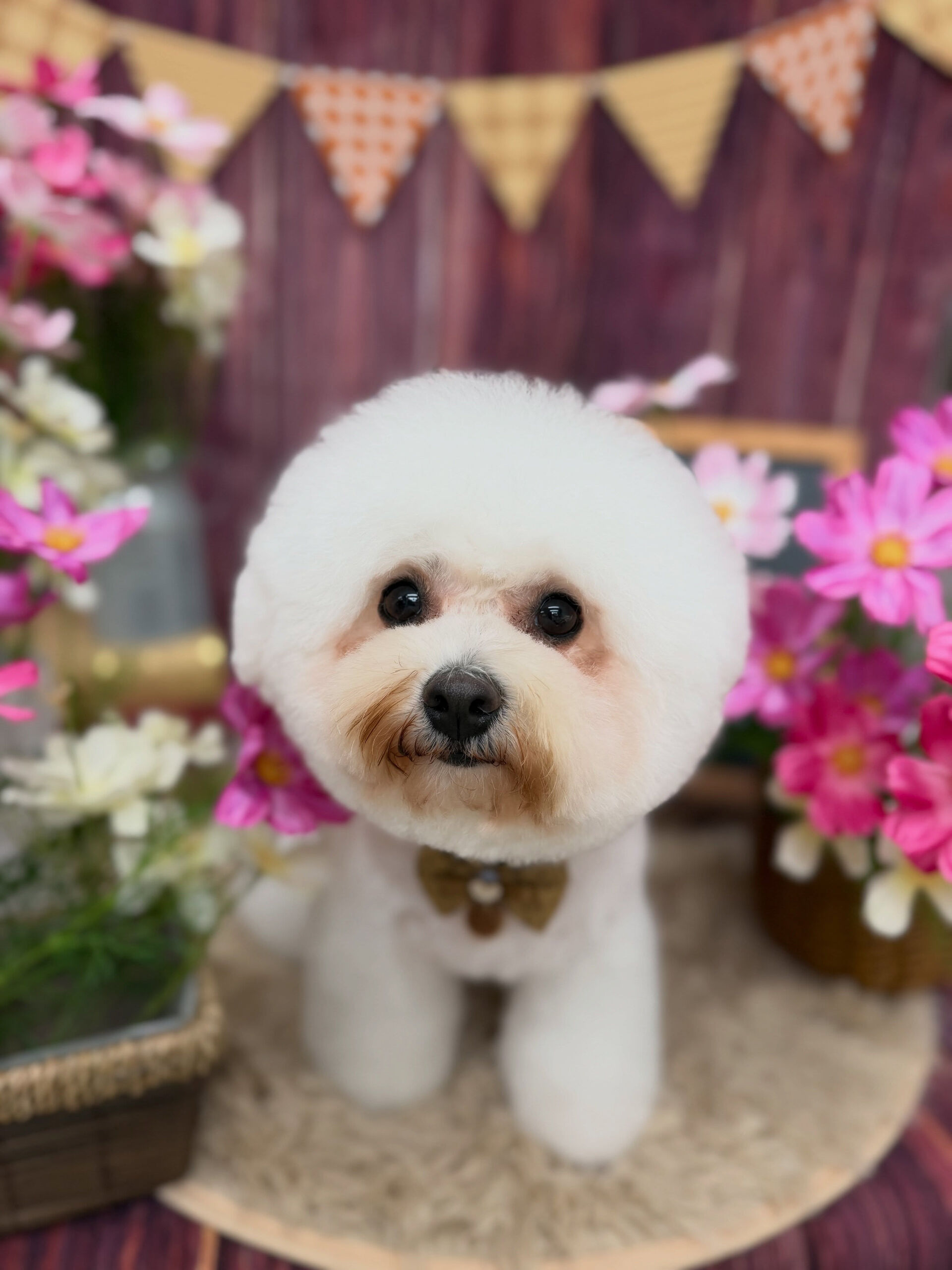 ビションフリーゼ♡ビションカット