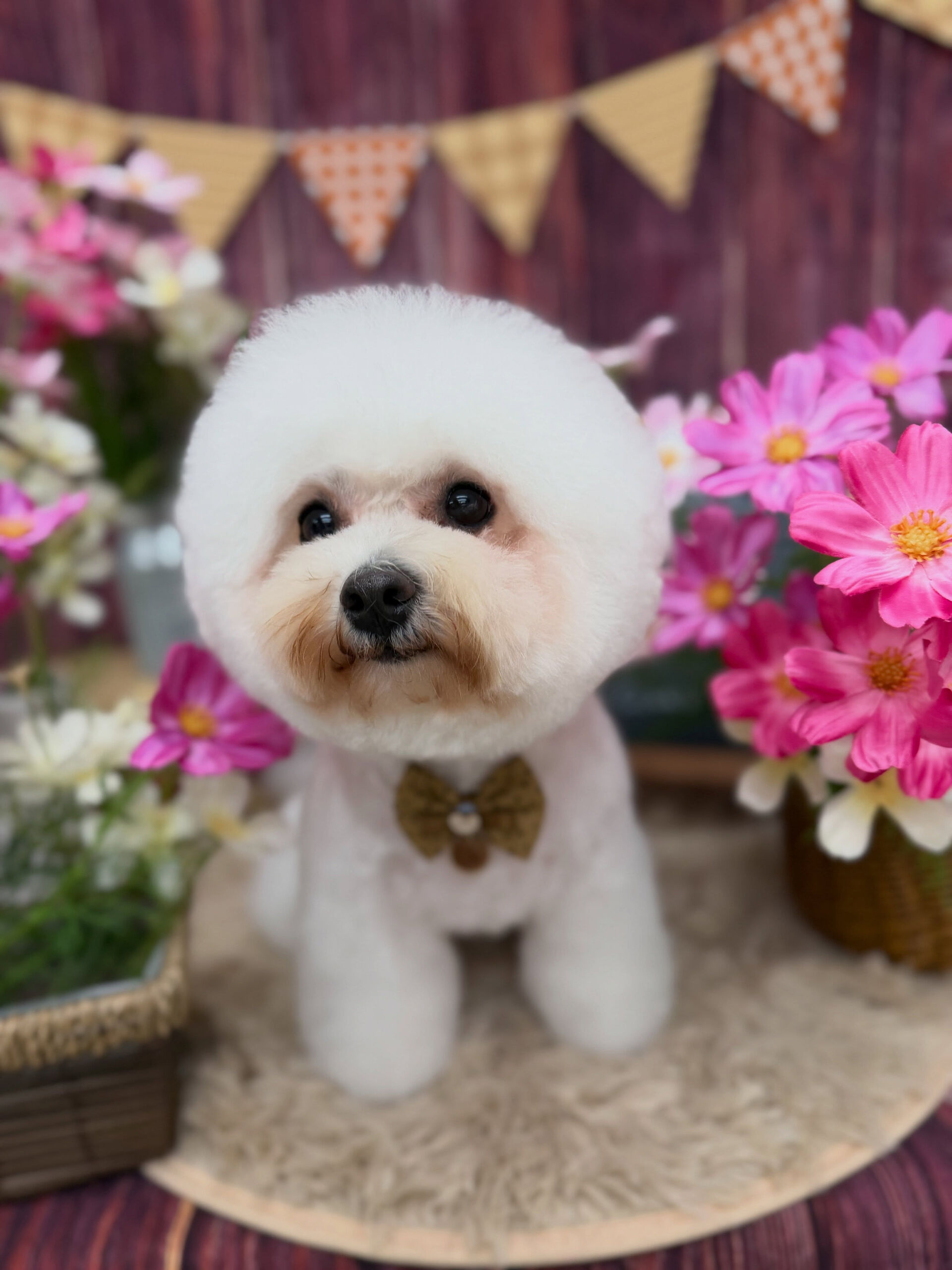 ビションフリーゼ♡ビションカット
