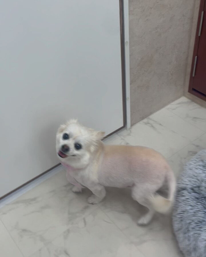チワワのシュガーくん♡