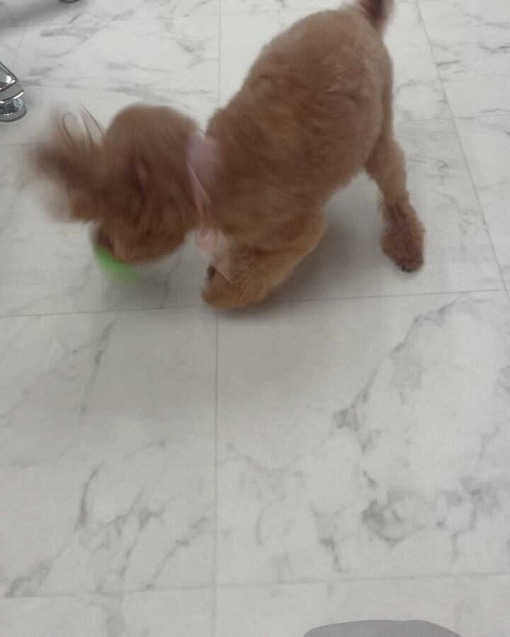 トイプードルのもこちゃん♡