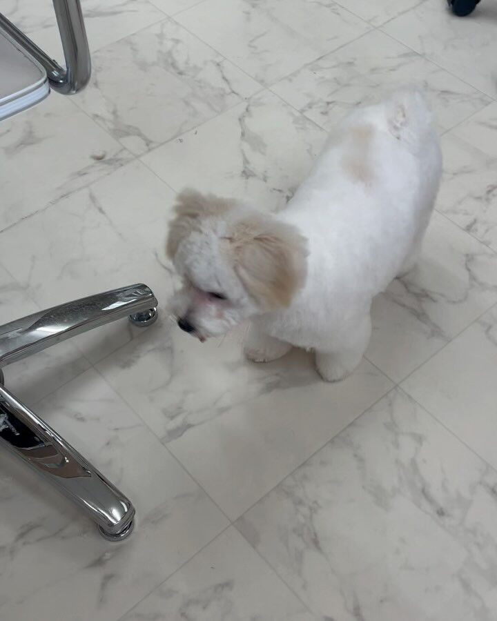 ボロニーズのビビちゃん♡