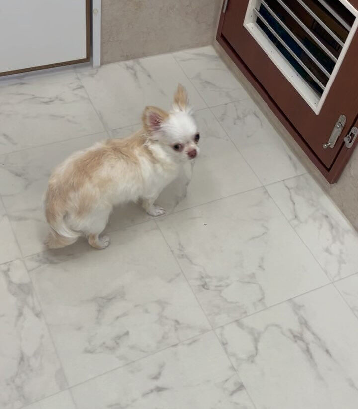 チワワのららちゃん♡