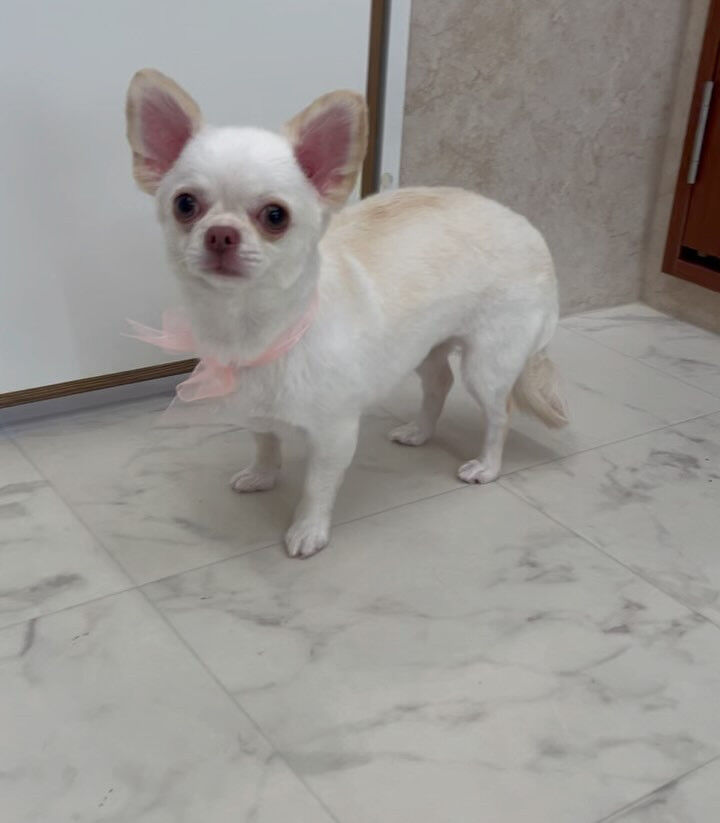 チワワのららちゃん♡