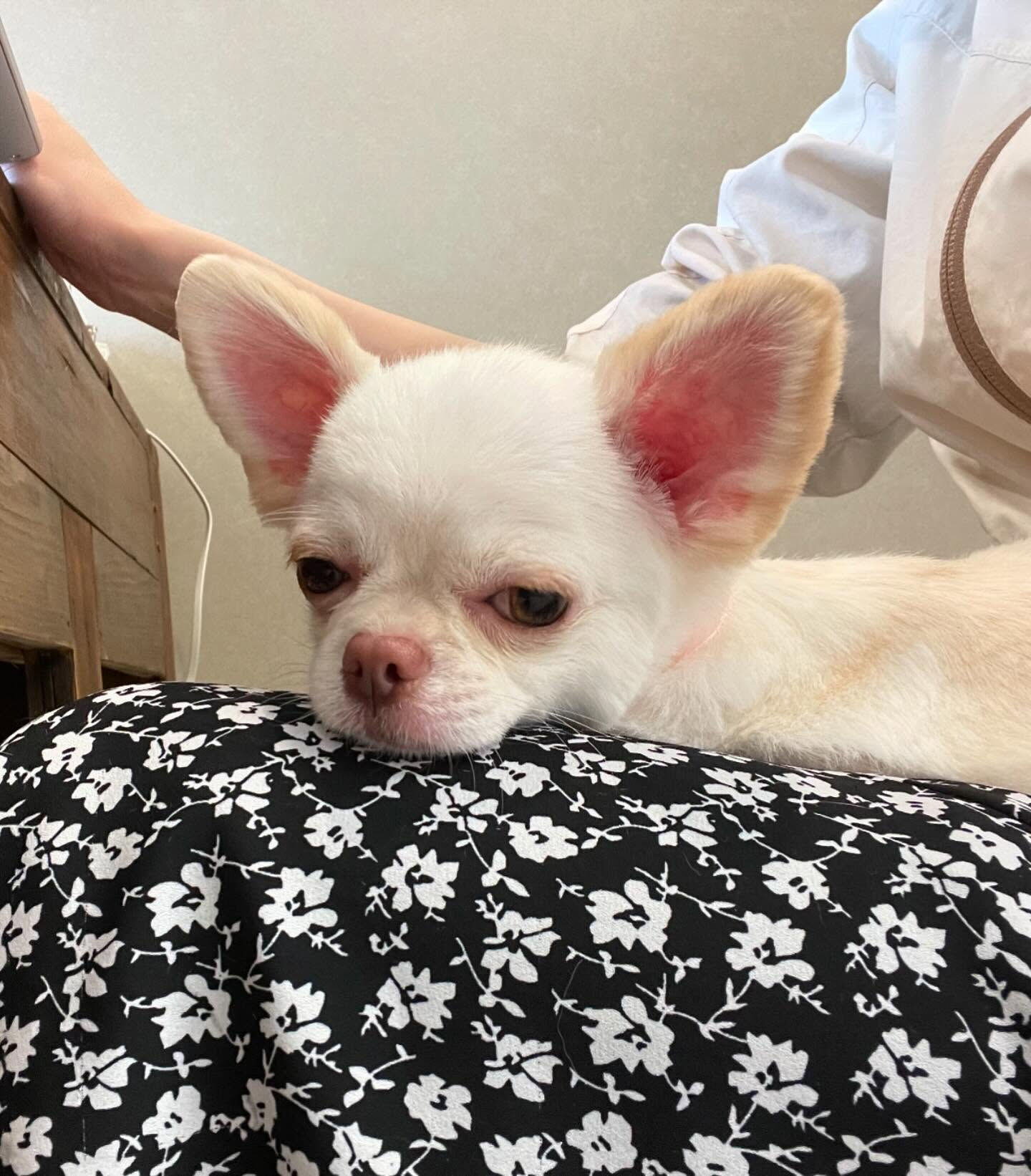 チワワのららちゃん♡