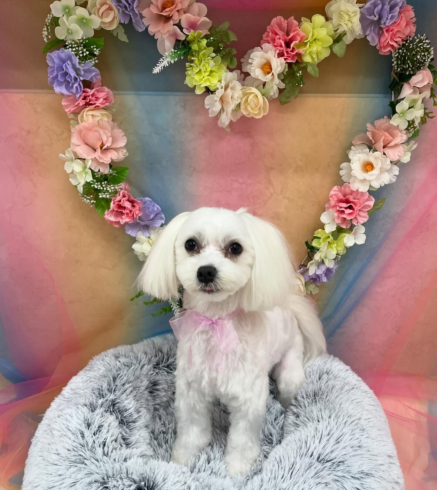 マルチーズのジェイくん♡