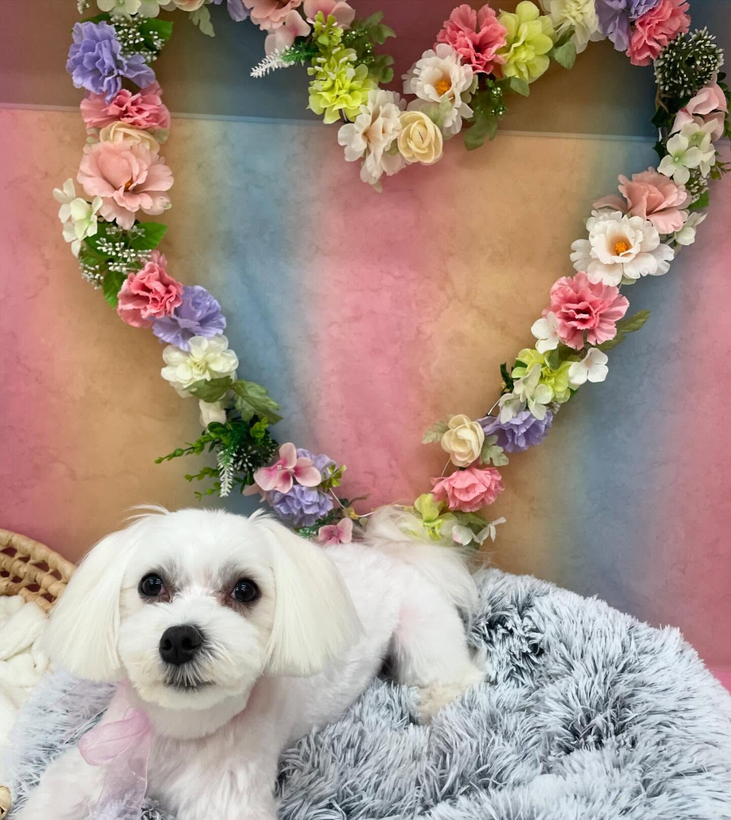 マルチーズのジェイくん♡