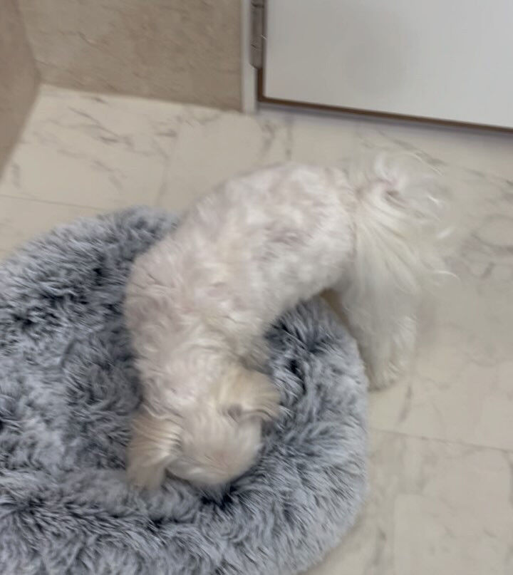 マルチーズのジェイくん♡