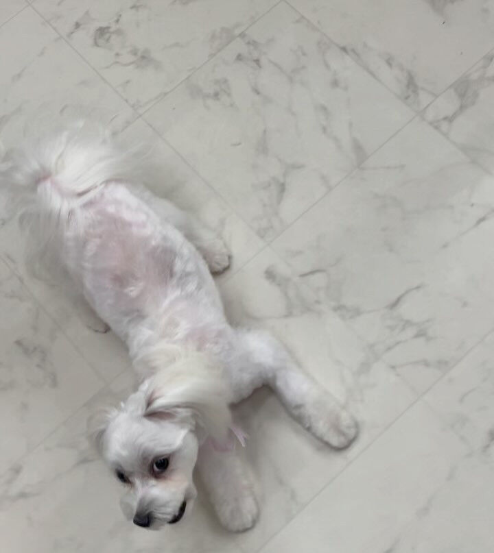 マルチーズのジェイくん♡
