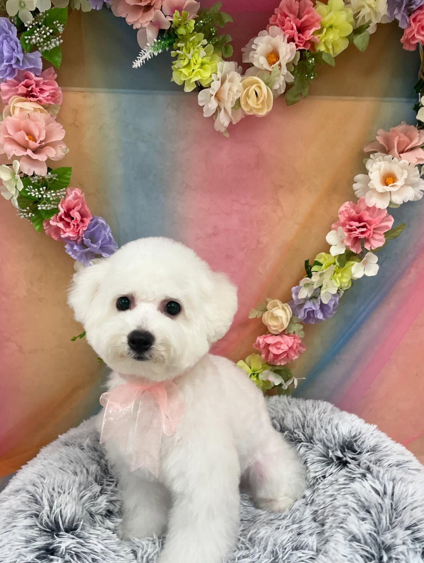 ビションフリーゼのぱんちゃん♡