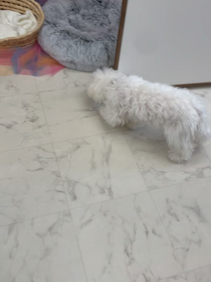 ビションフリーゼのぱんちゃん♡