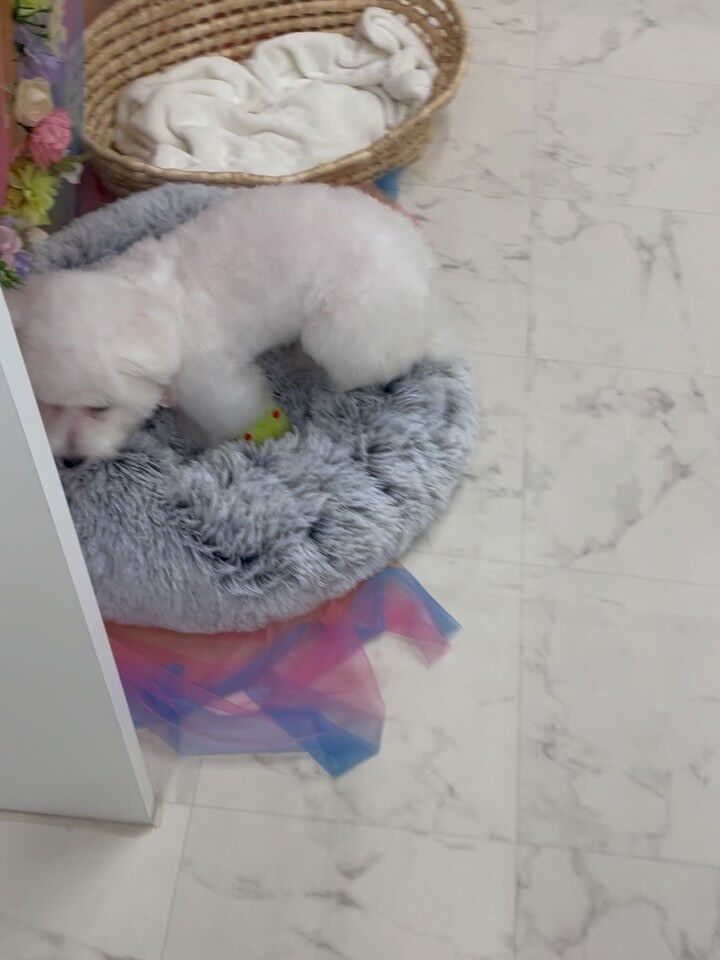 ビションフリーゼのぱんちゃん♡