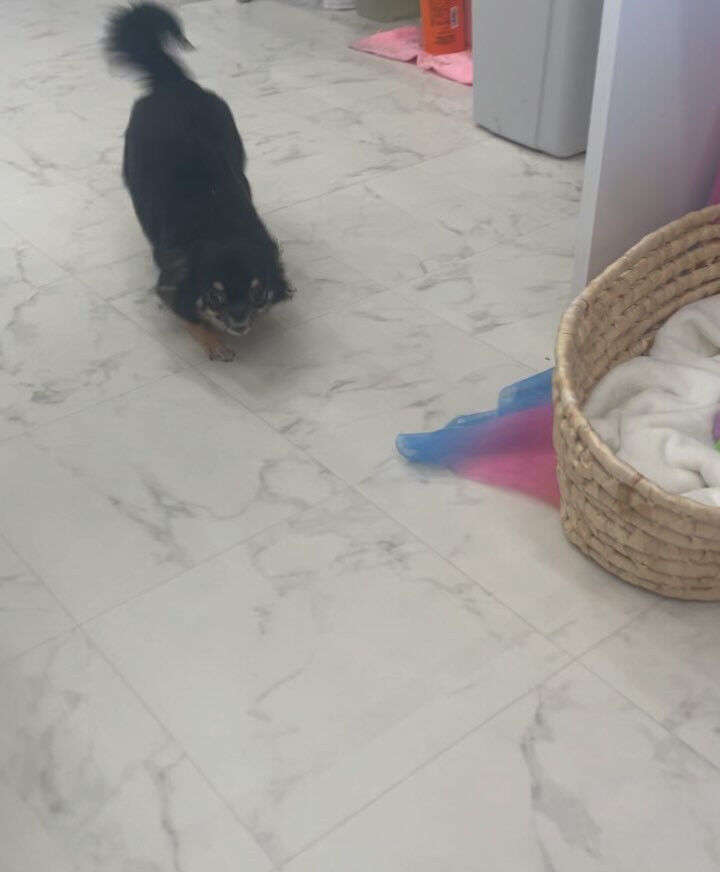 チワワのビビちゃん♡
