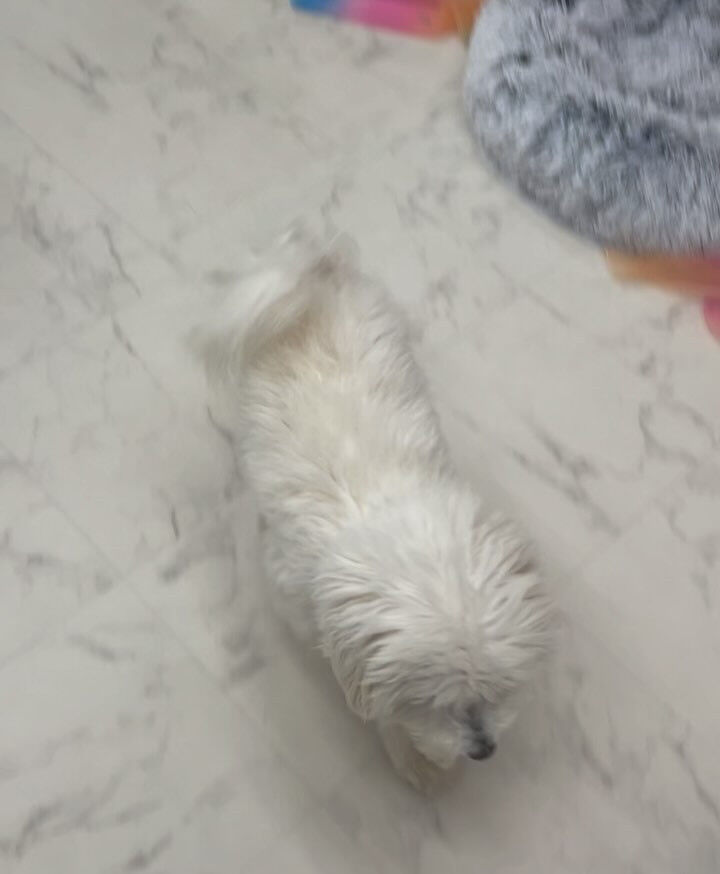 ミックスのシエロちゃん♡