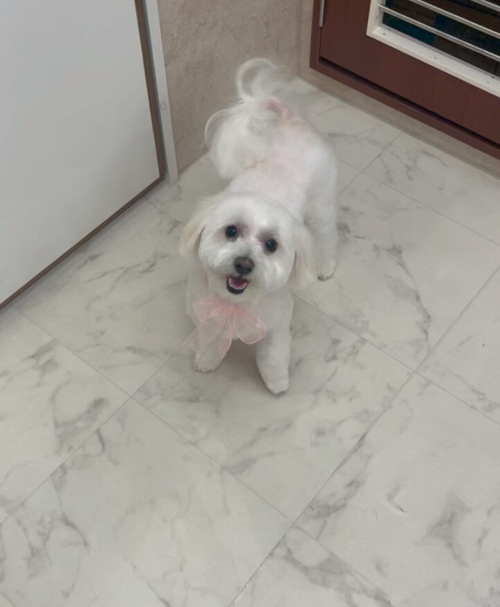 ミックスのシエロちゃん♡