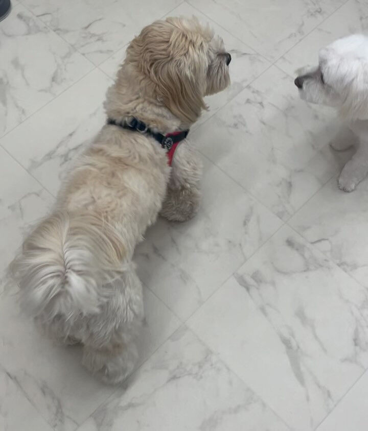 ミックスのまんまちやまん♡