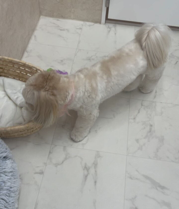 ミックスのまんまちやまん♡