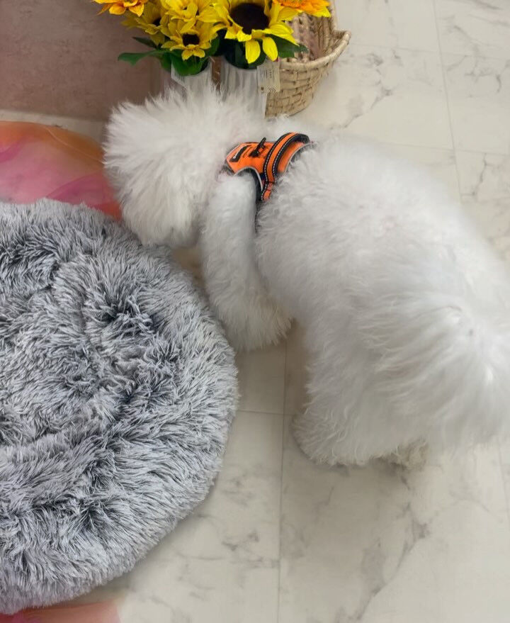 ビションフリーゼのコメくん♡