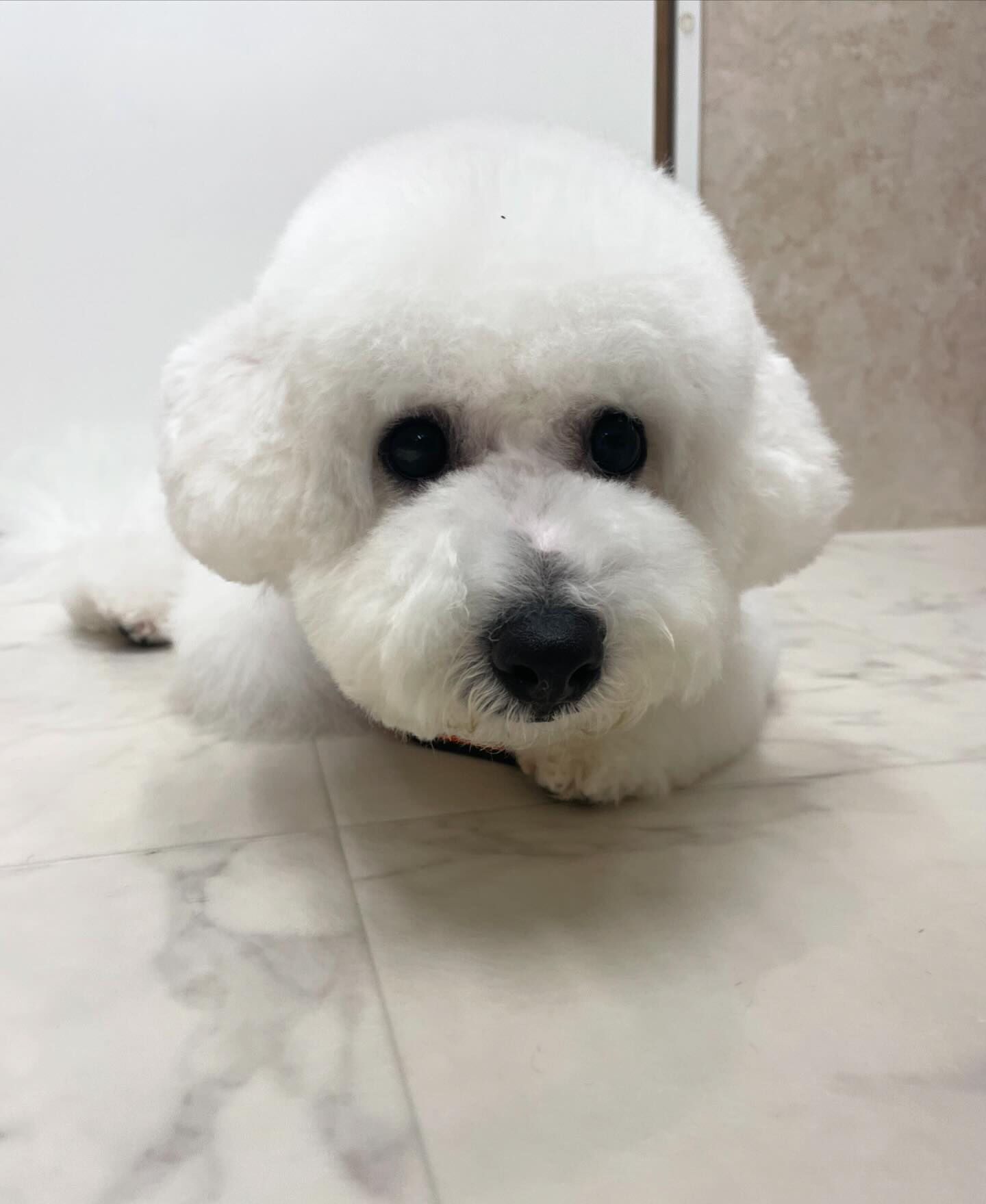 ビションフリーゼのコメくん♡