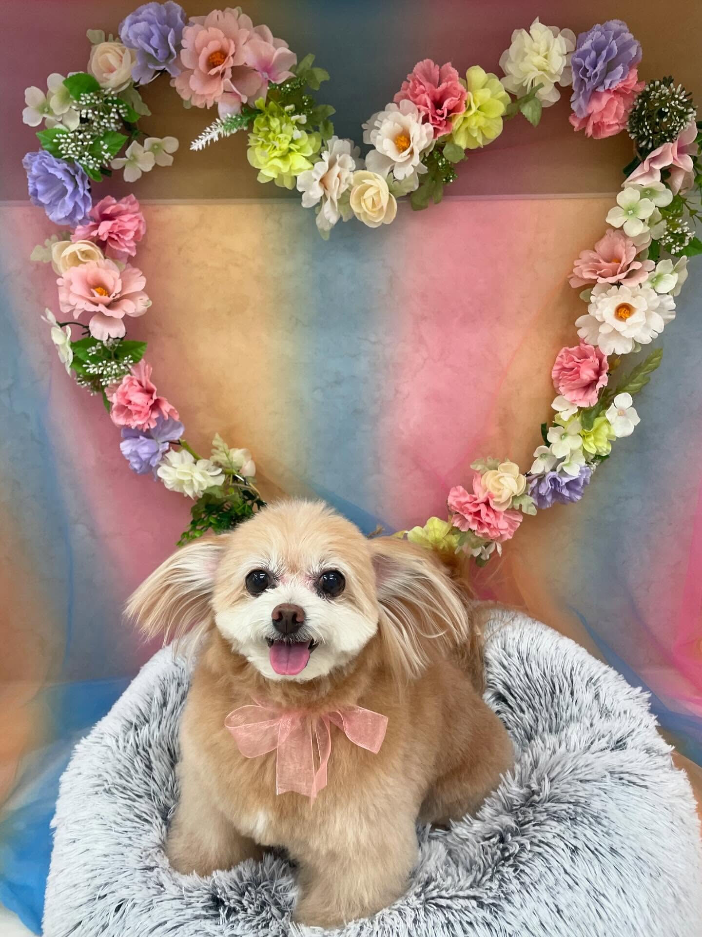 ポメプーのモカちゃん♡